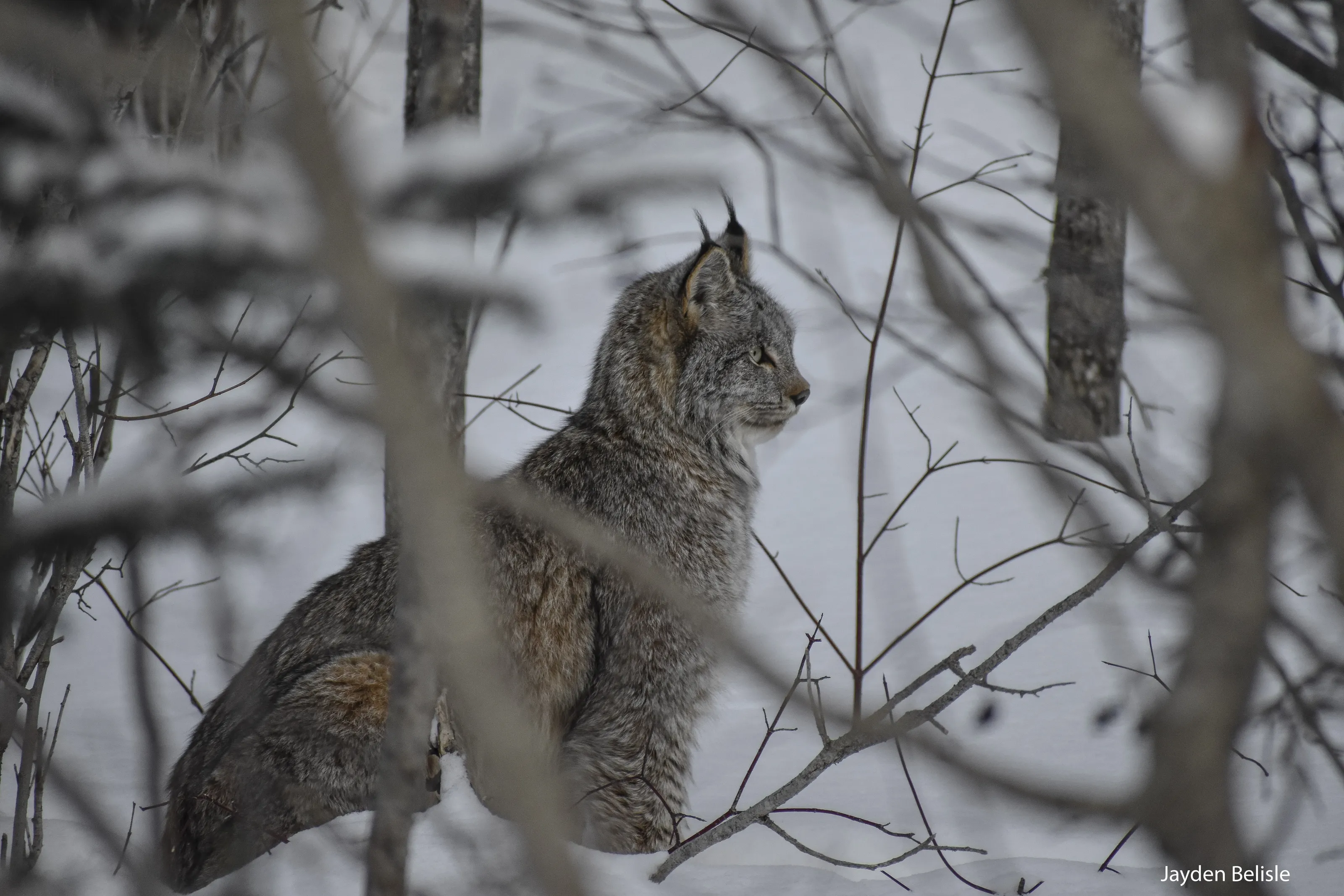 Northern Ontario Lynx