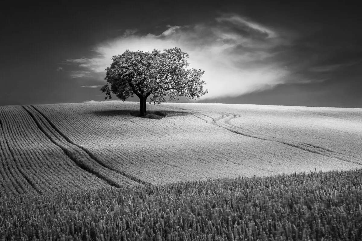 Light and shade