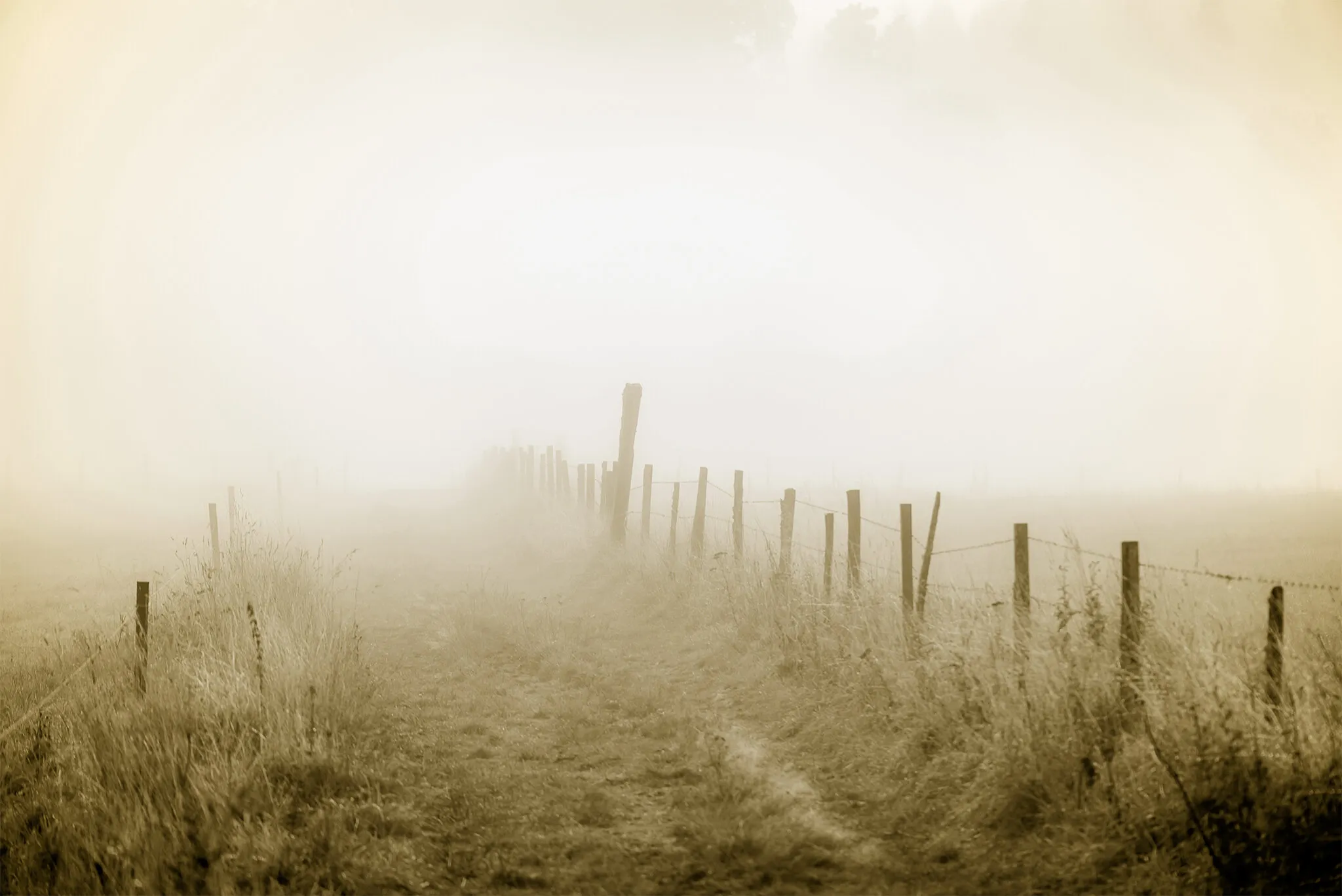 Brume matinale