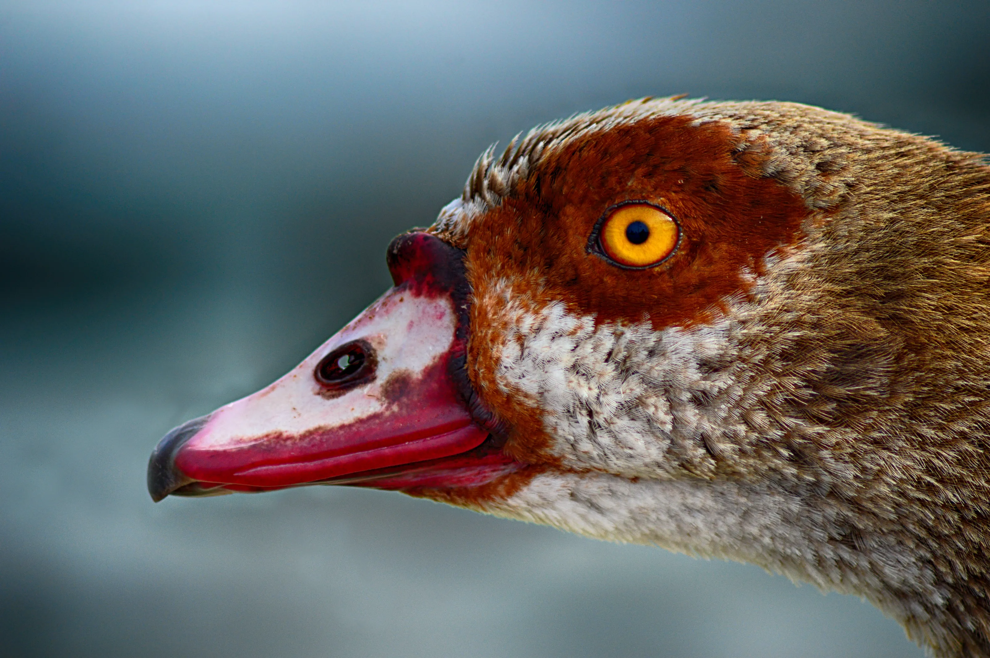 Bird in Tel Aviv