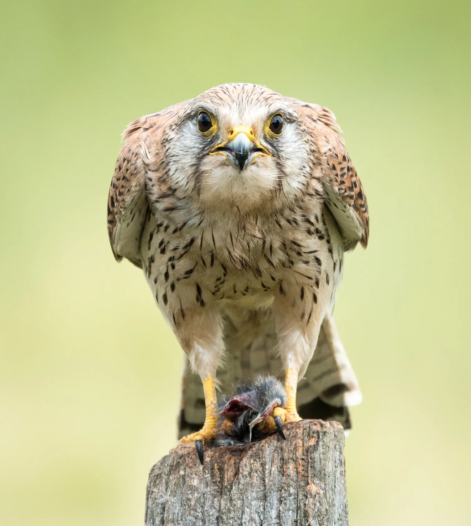 wild female kestrel