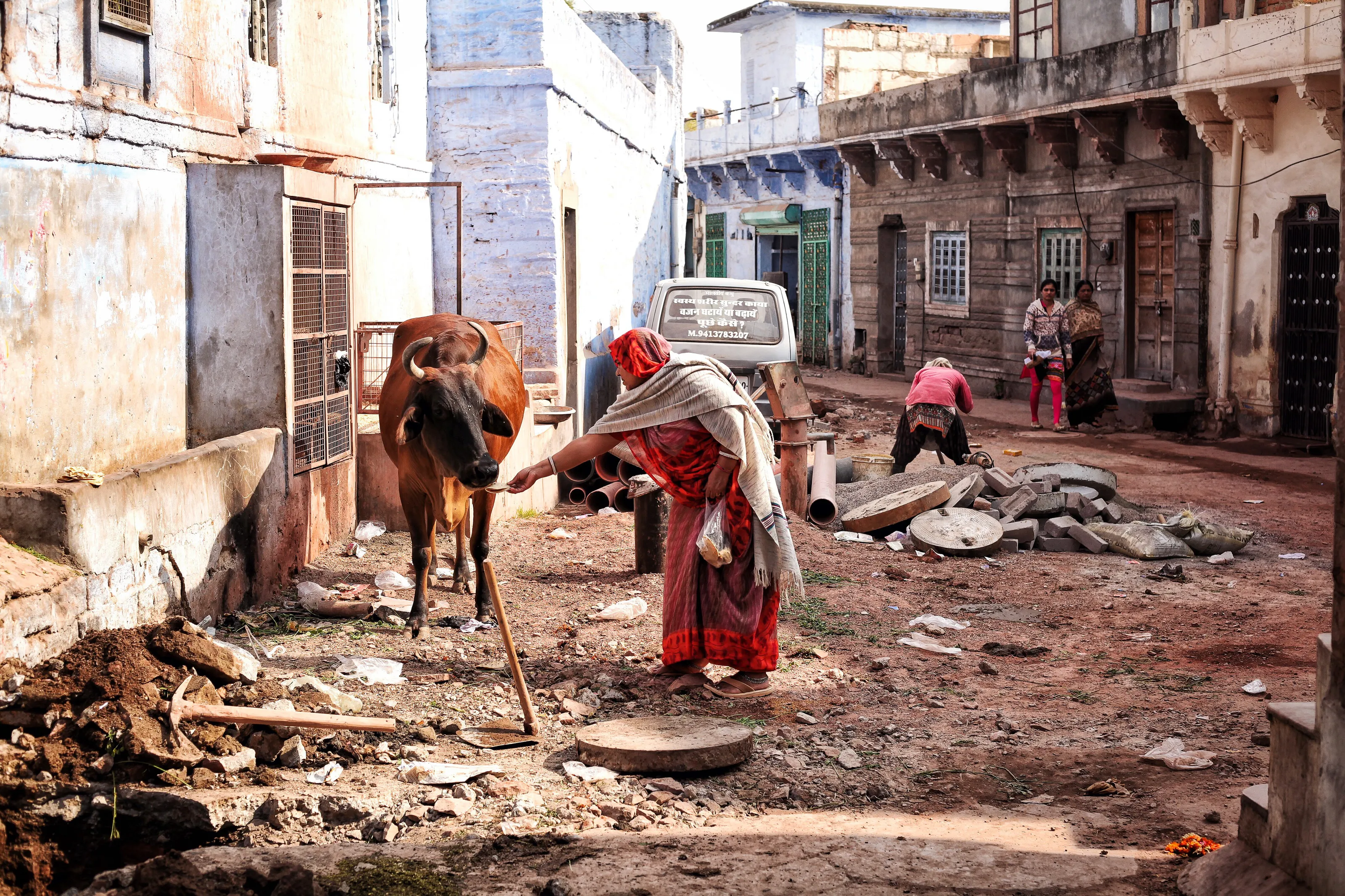 Woman feeding cow