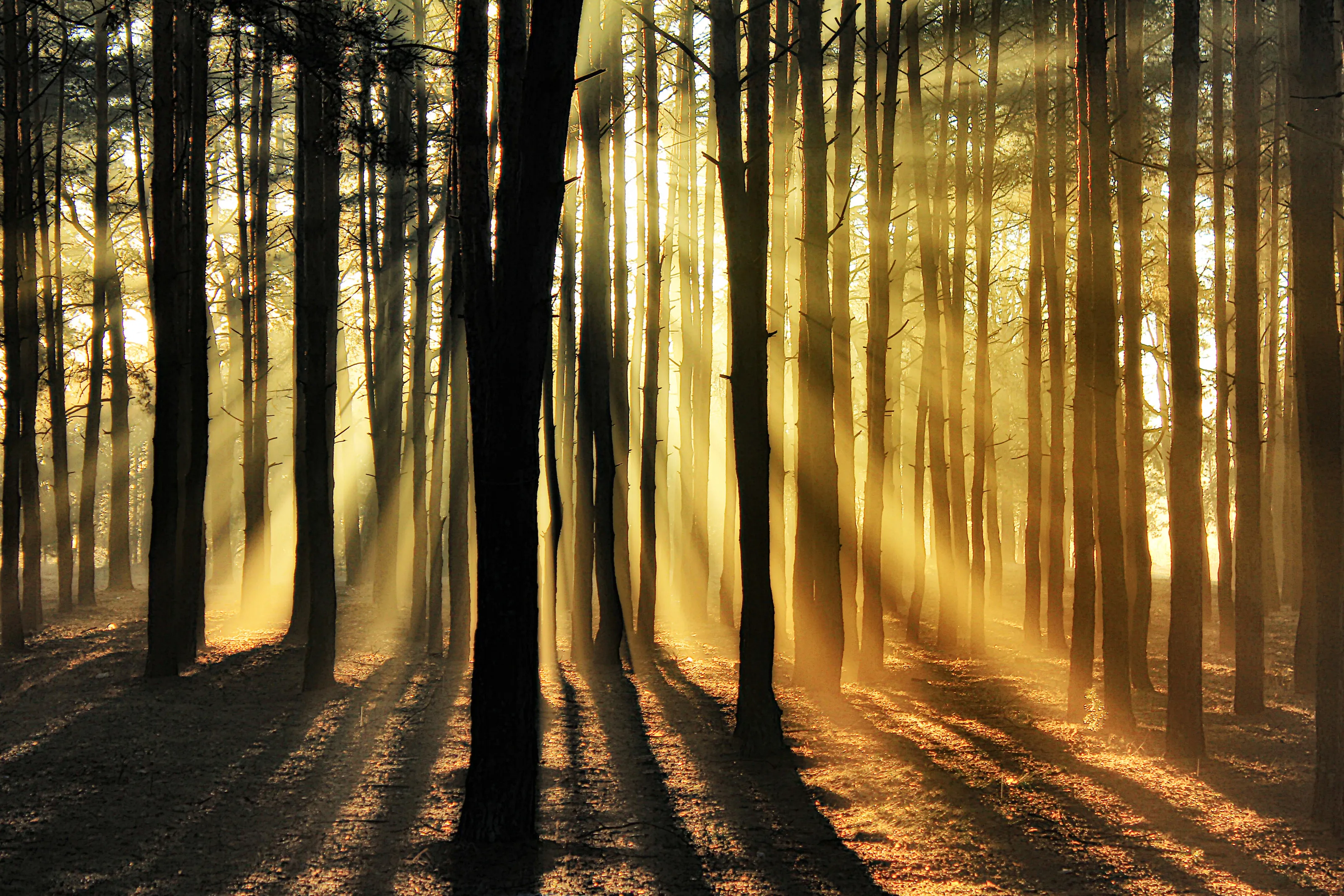 In morning rays