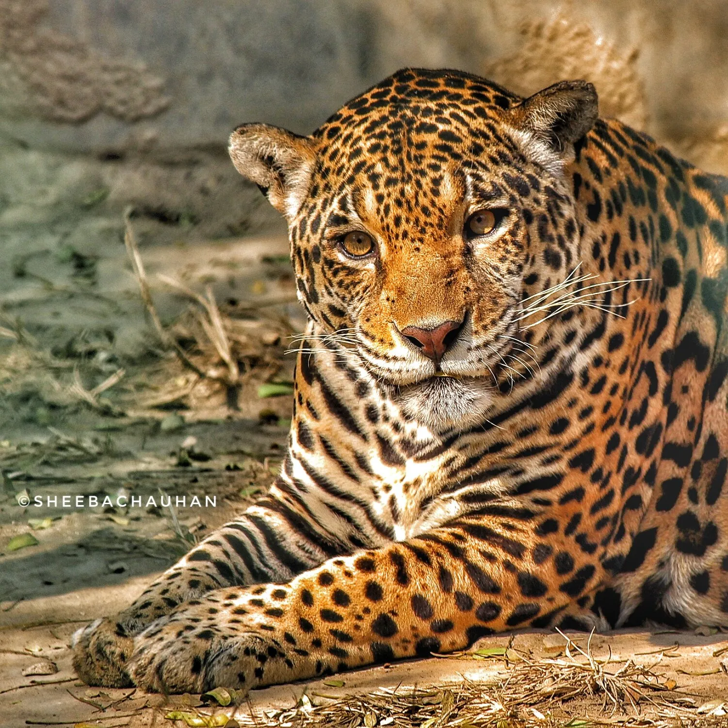 animal with bravest eyes..