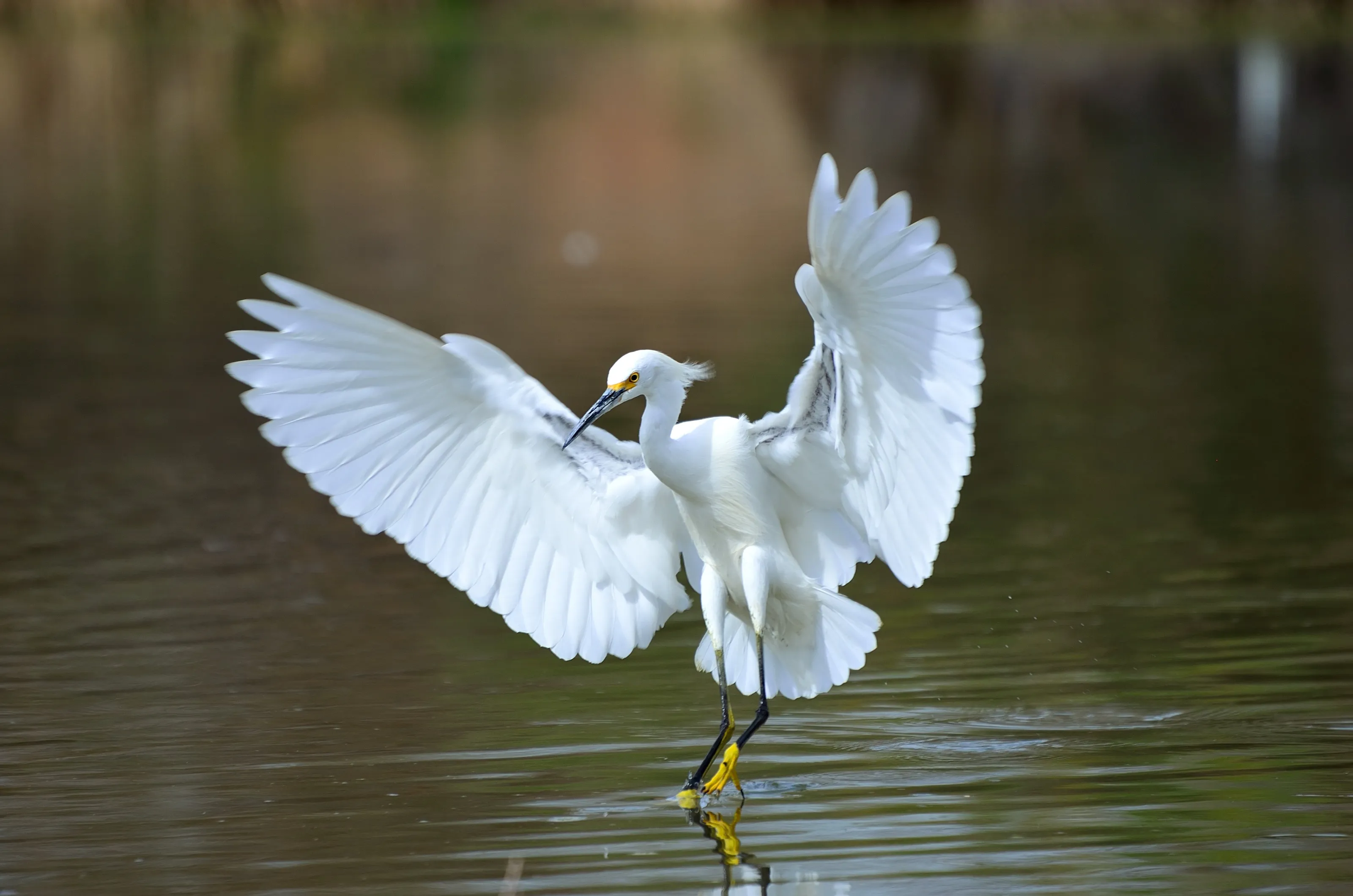 White Angel