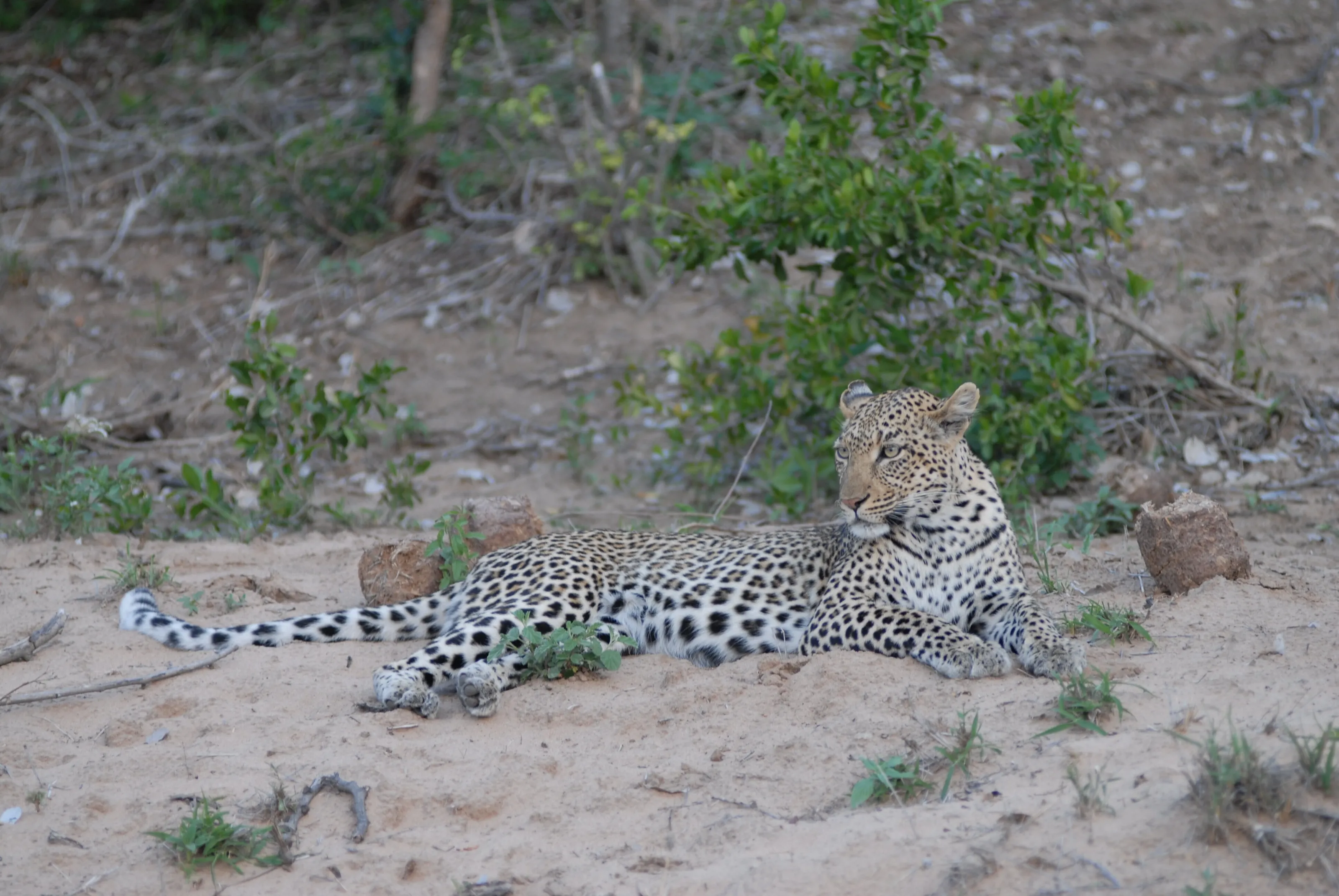 Leopard