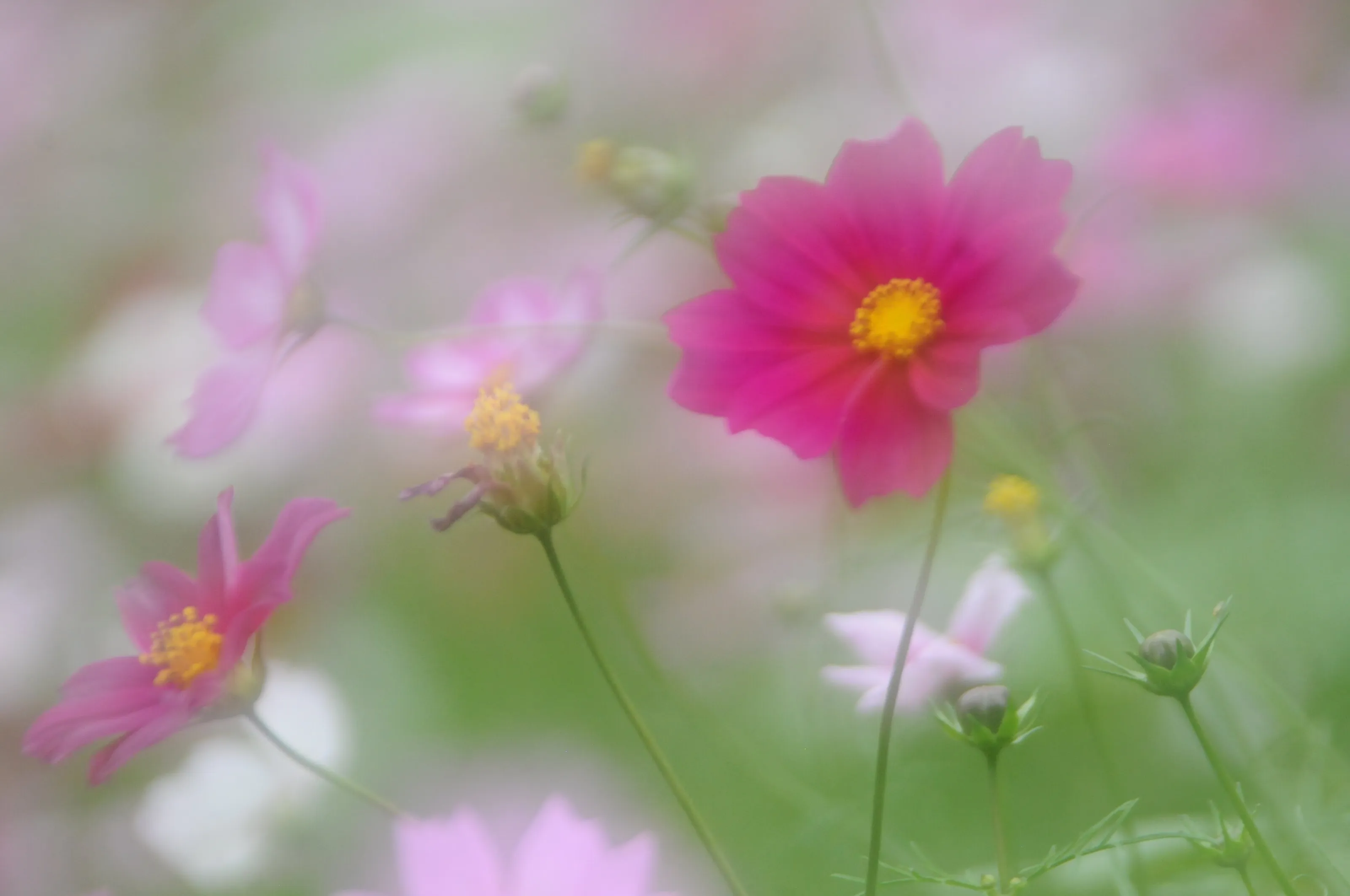 Flower dance