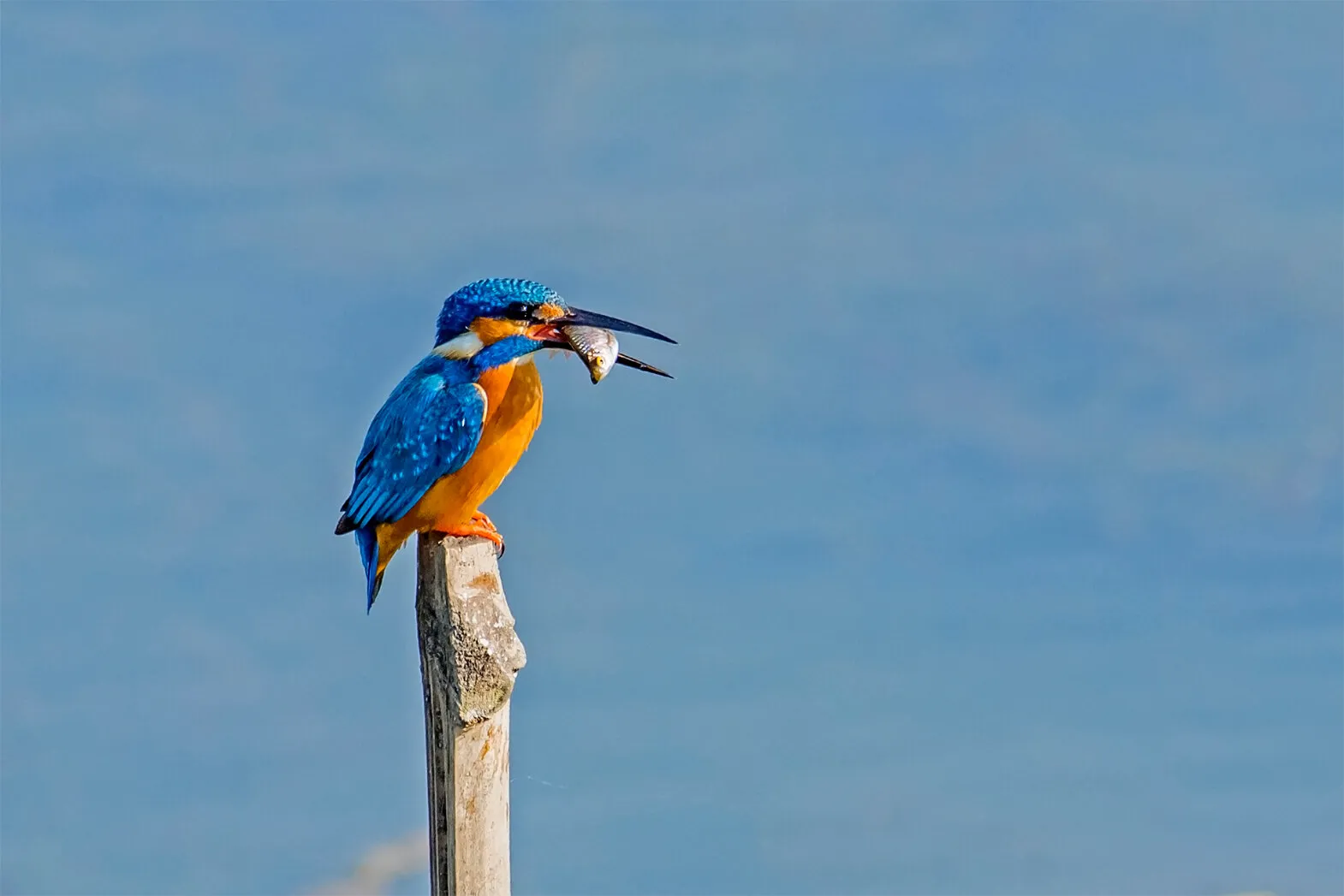 COMMON KINGFISHER WITH THE CATCH