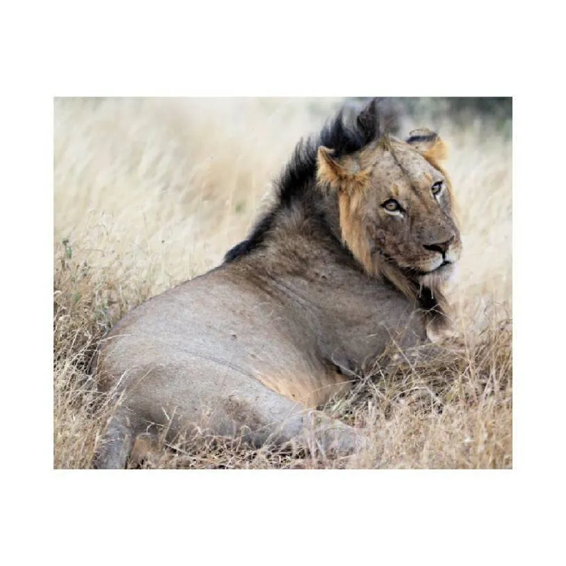 lion