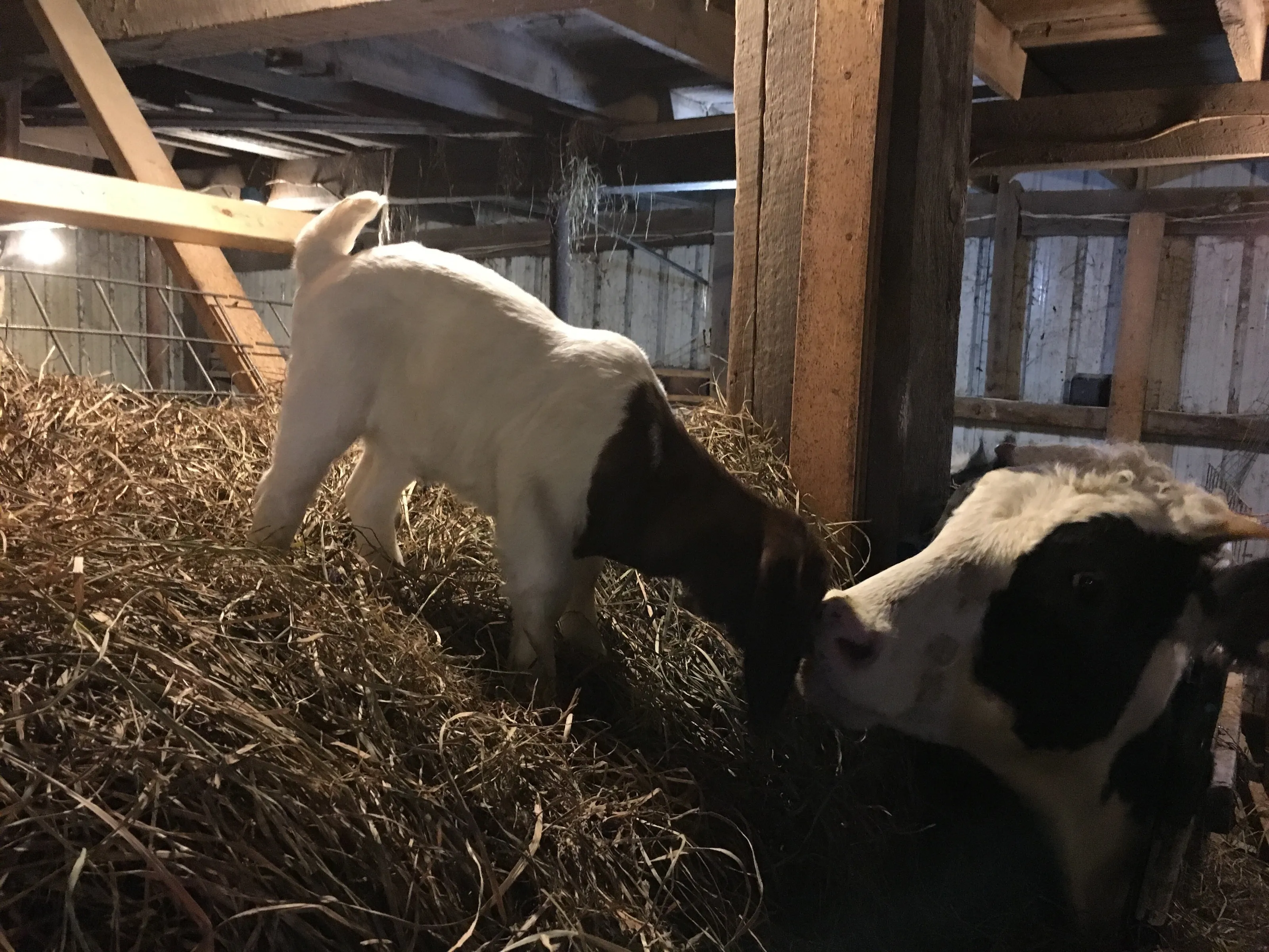 New baby goat and cow become friends