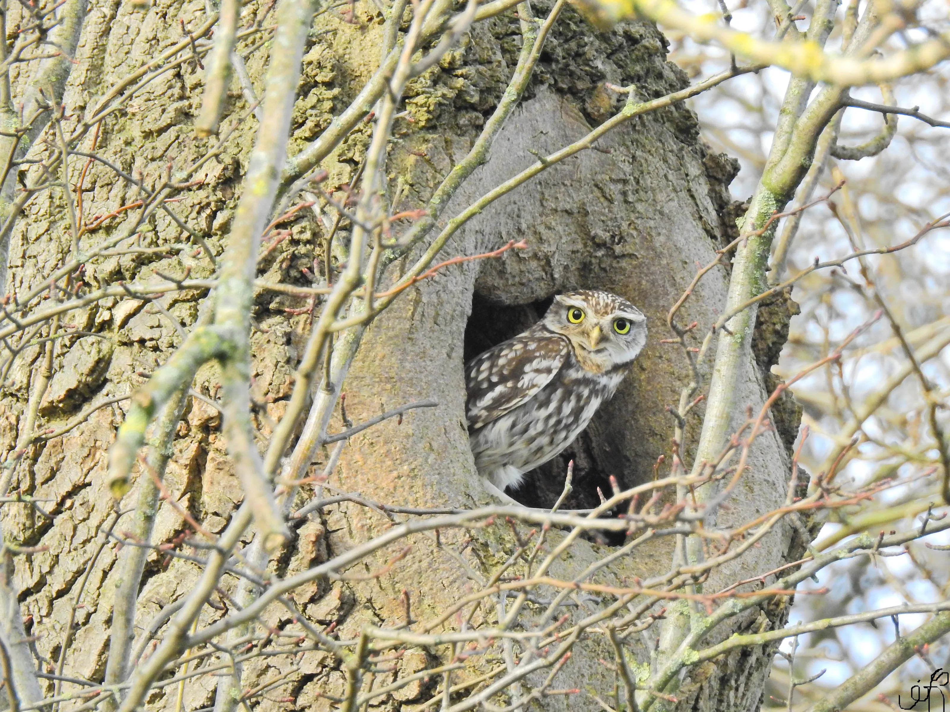 Little Owl