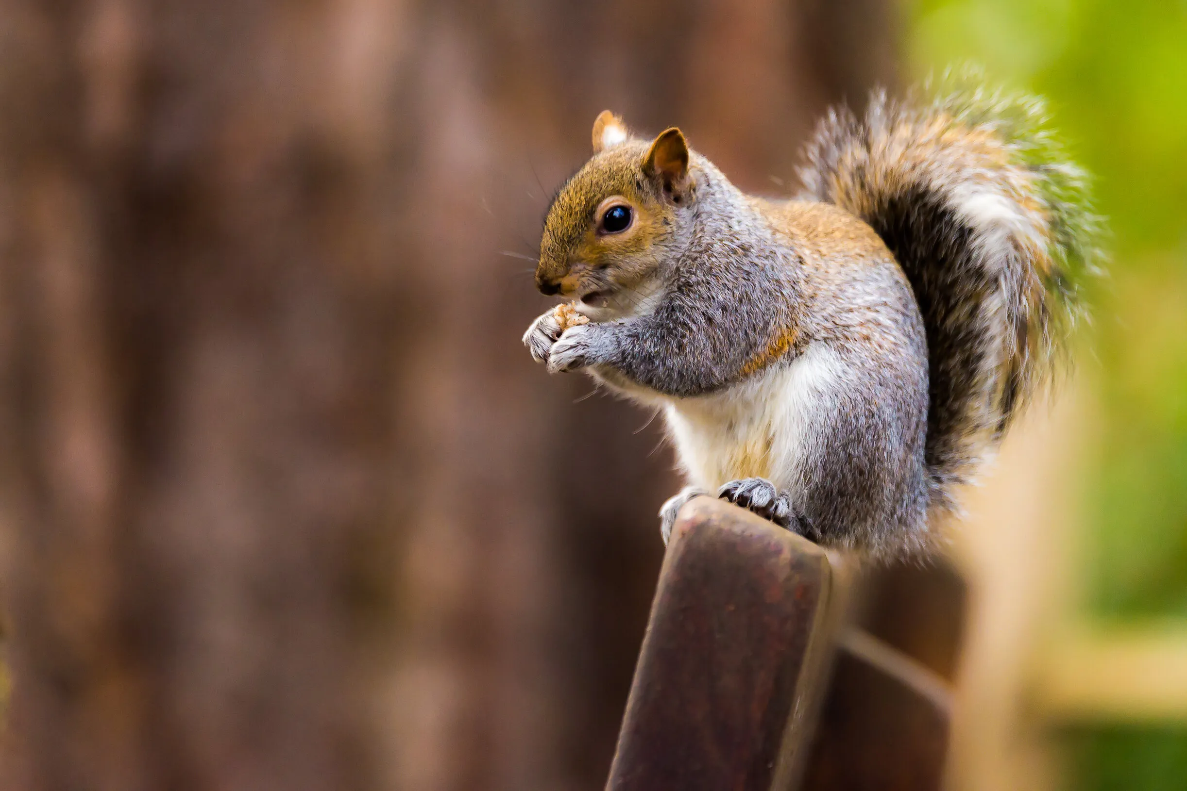 ...chewing on my nuts!