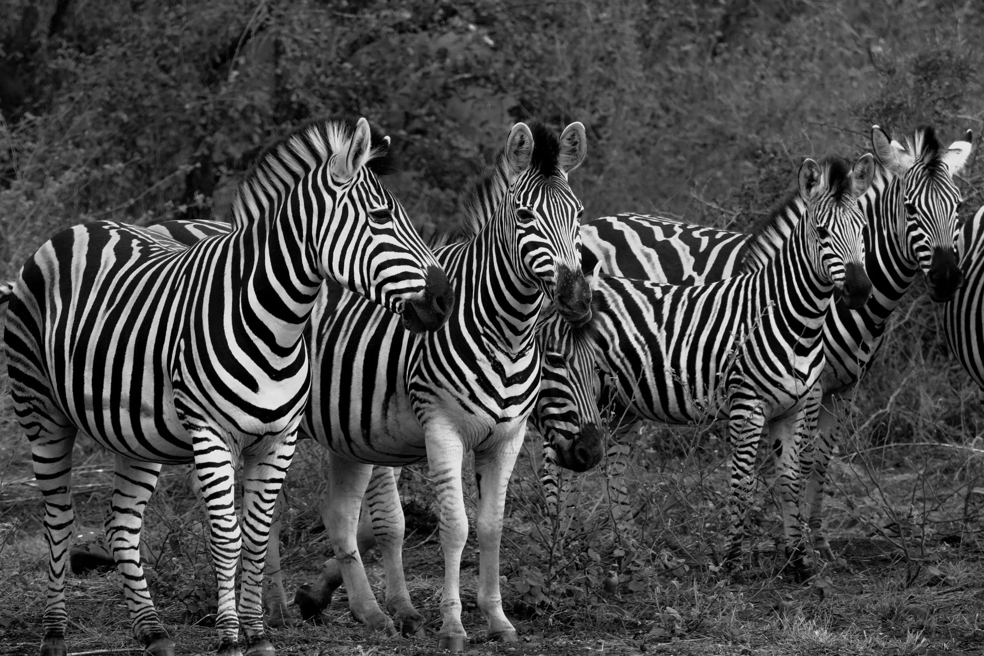 Just Zebras