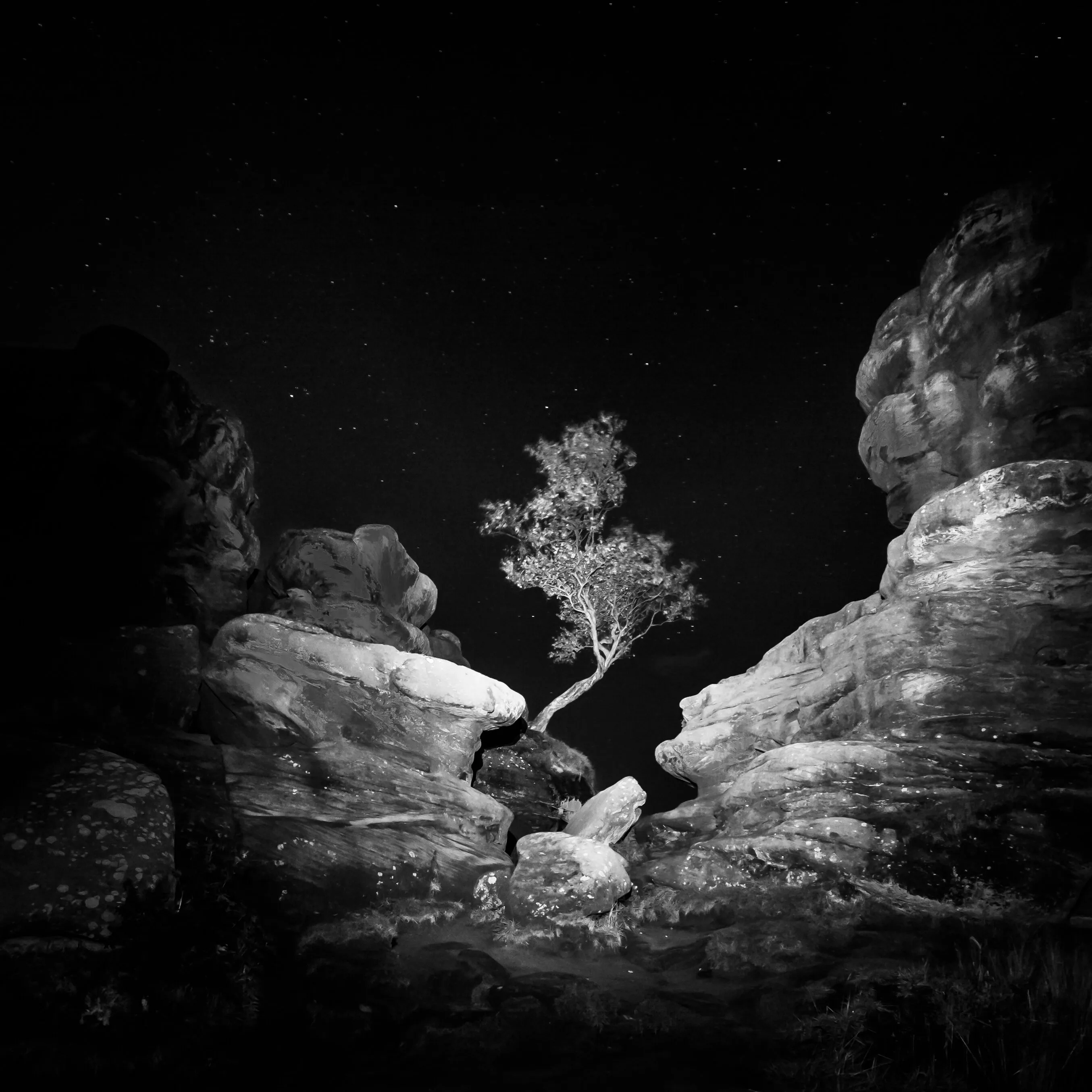 Tree and Stars