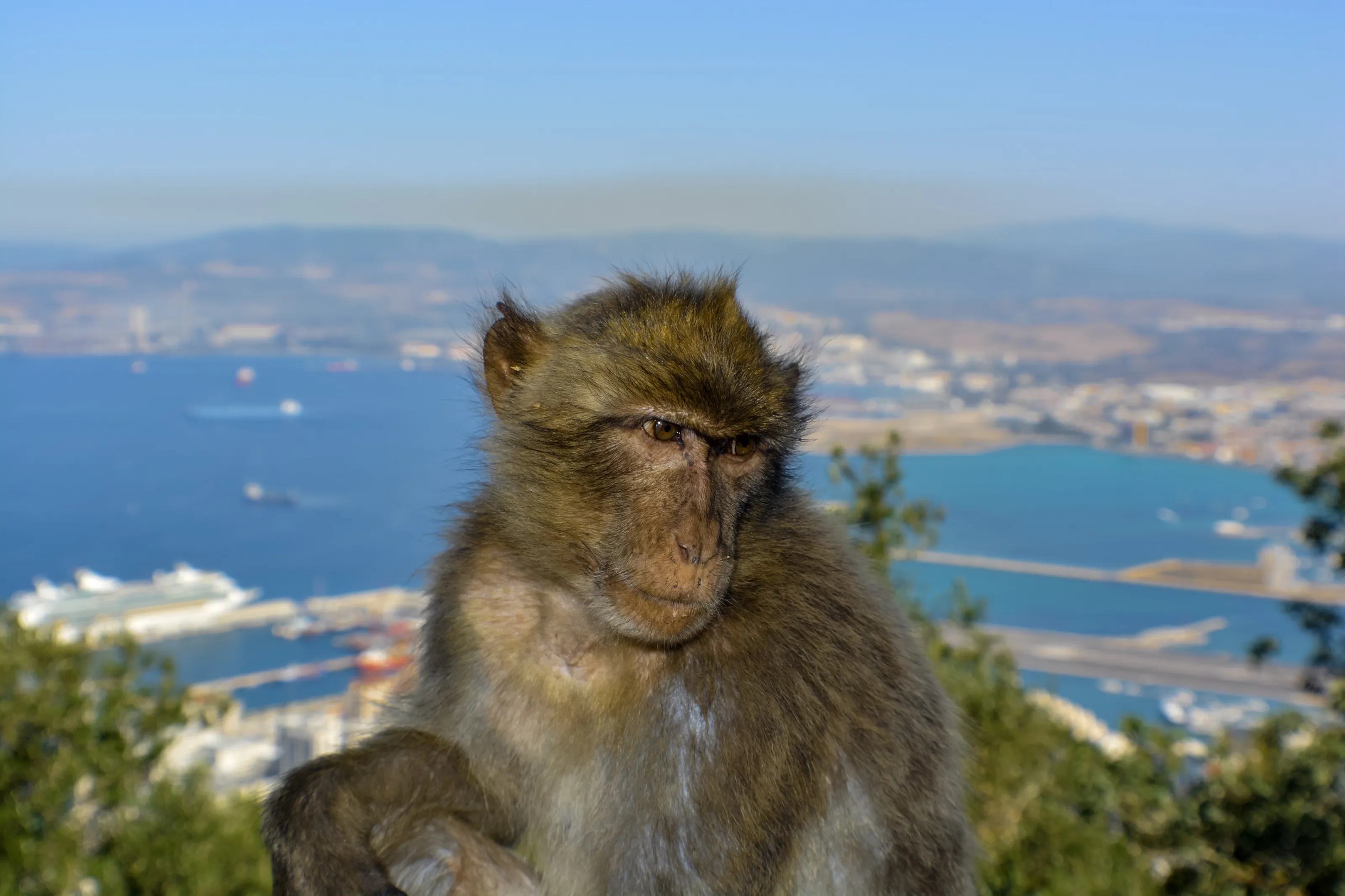 Monkey think Monkey Do !