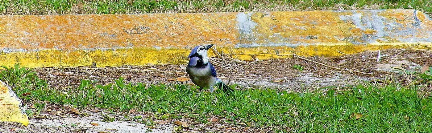 Blue Jay