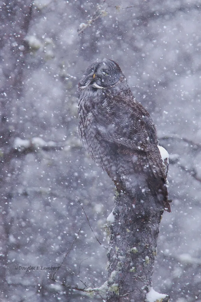 Great Gray Owl Enjoying a Snowstorm.