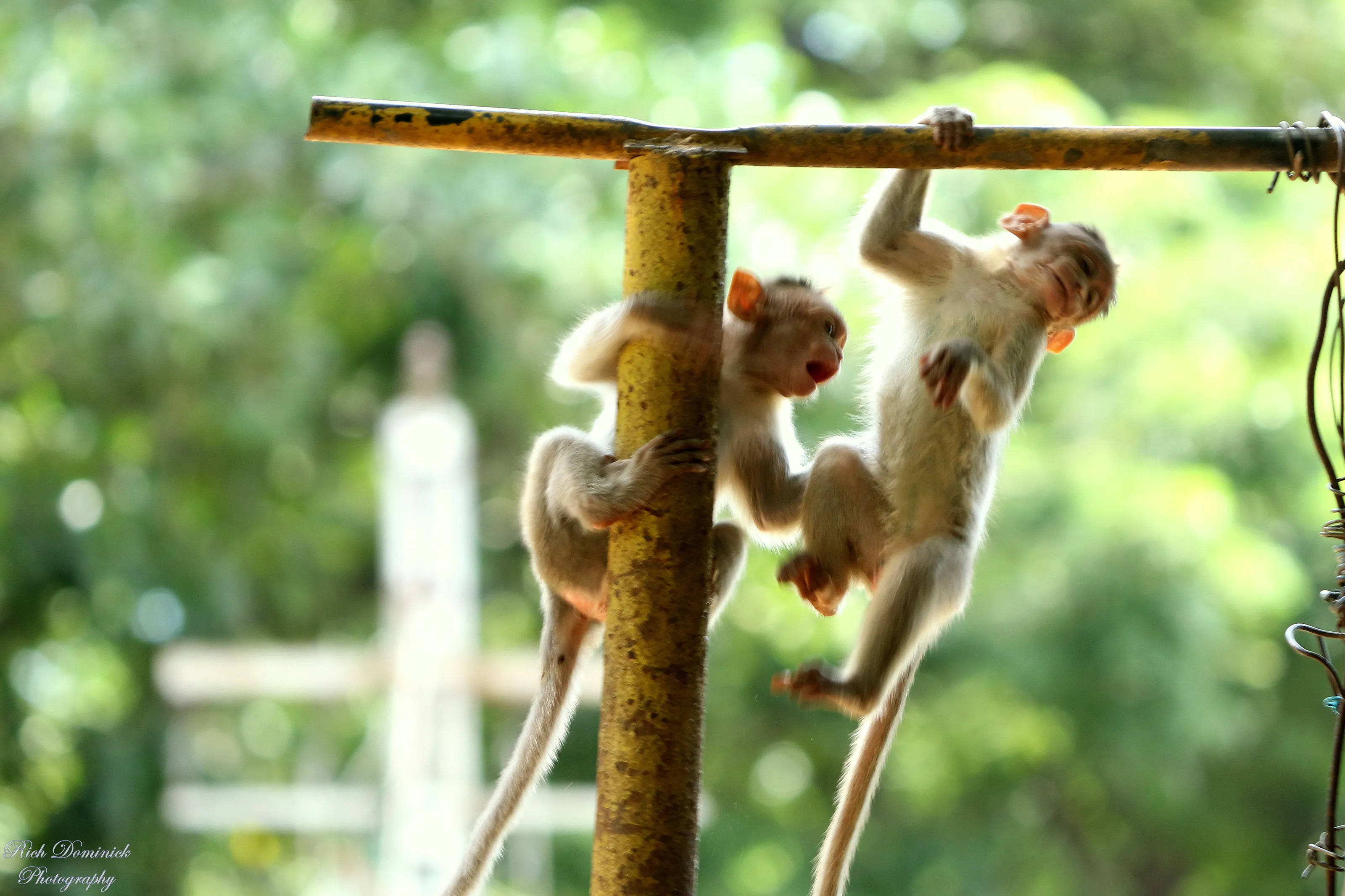 Siblings Play
