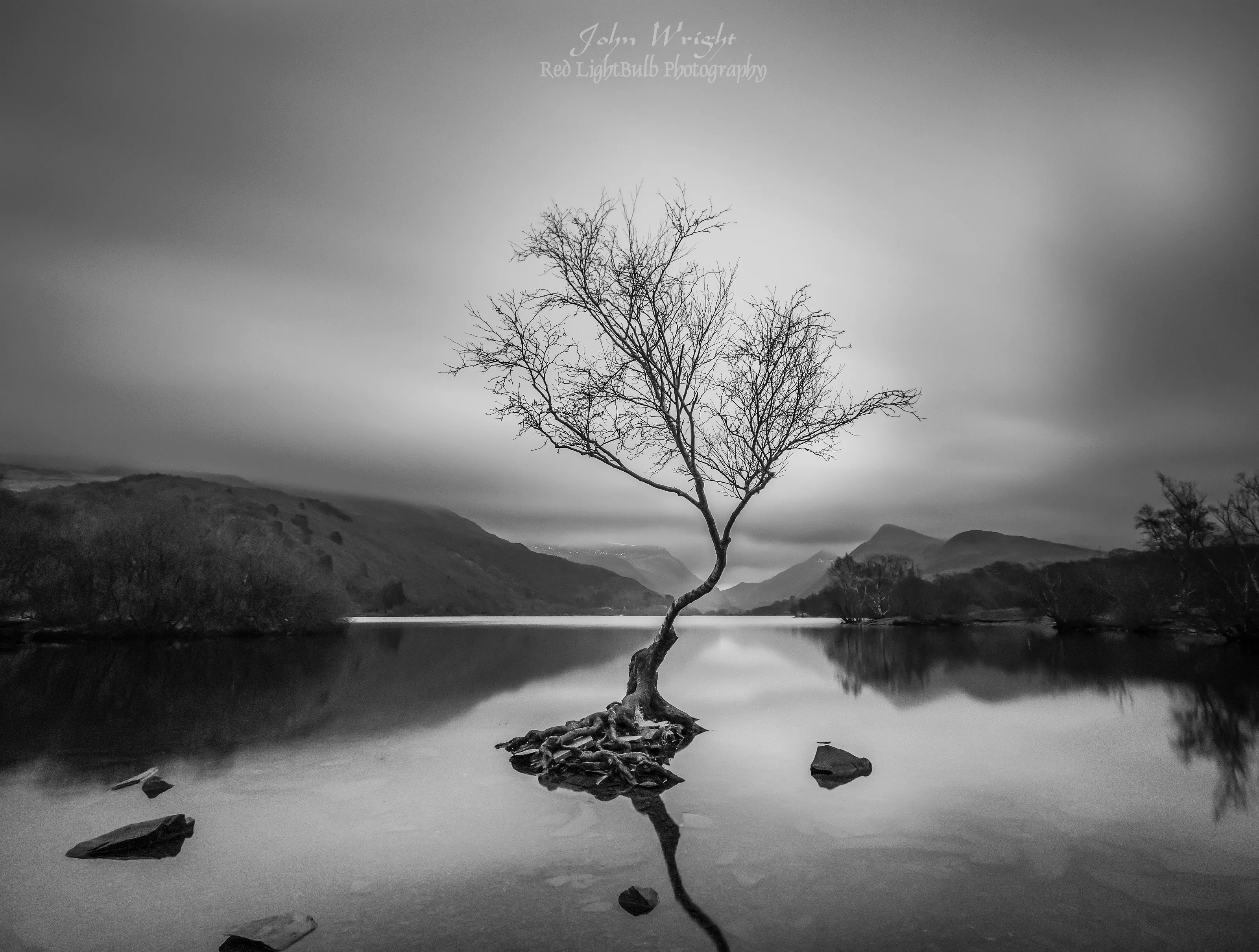 The Lone Tree