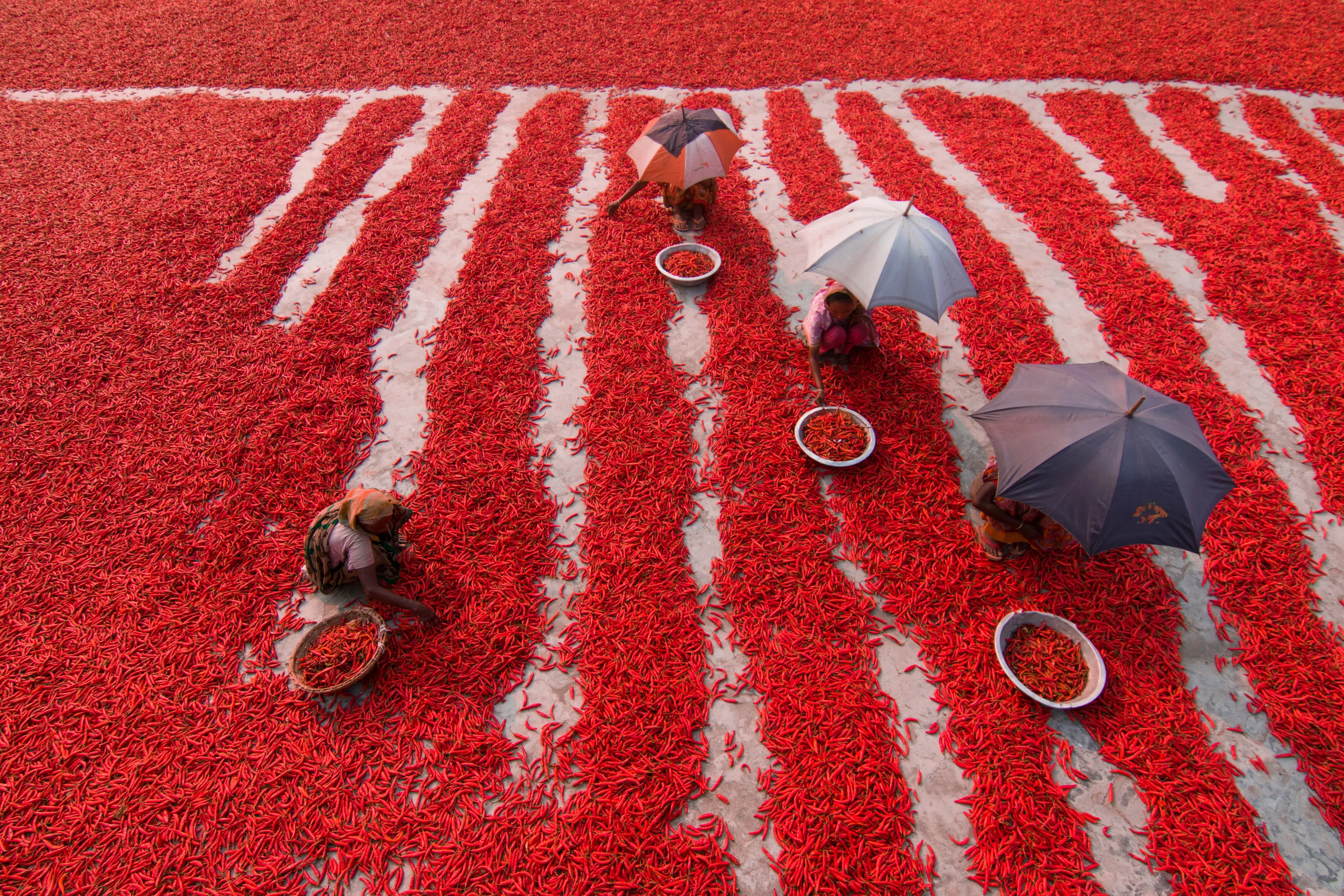 Red chilies pickers