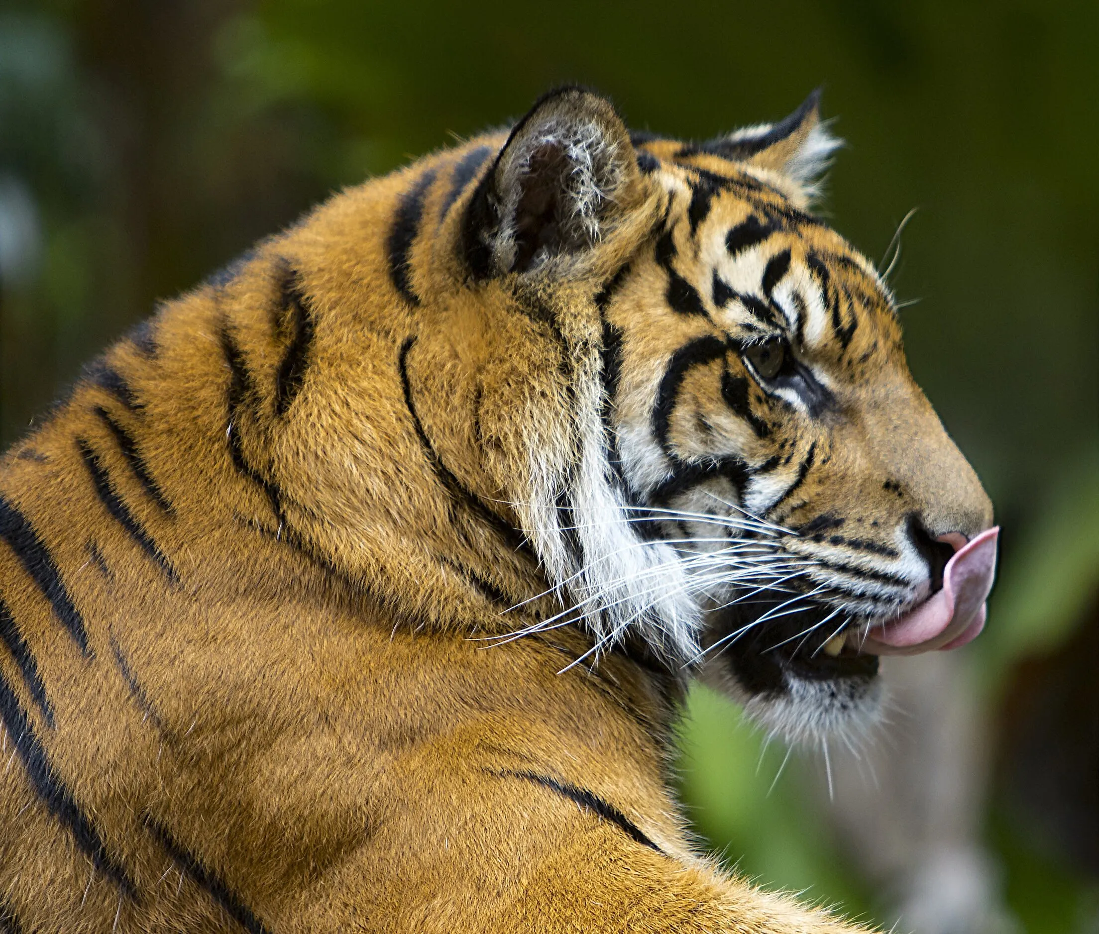 Sumatran Tiger Licking His Chops