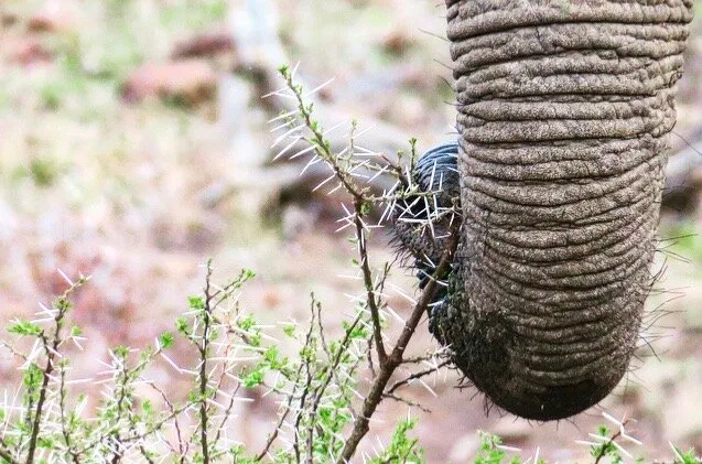 Prickly lunch