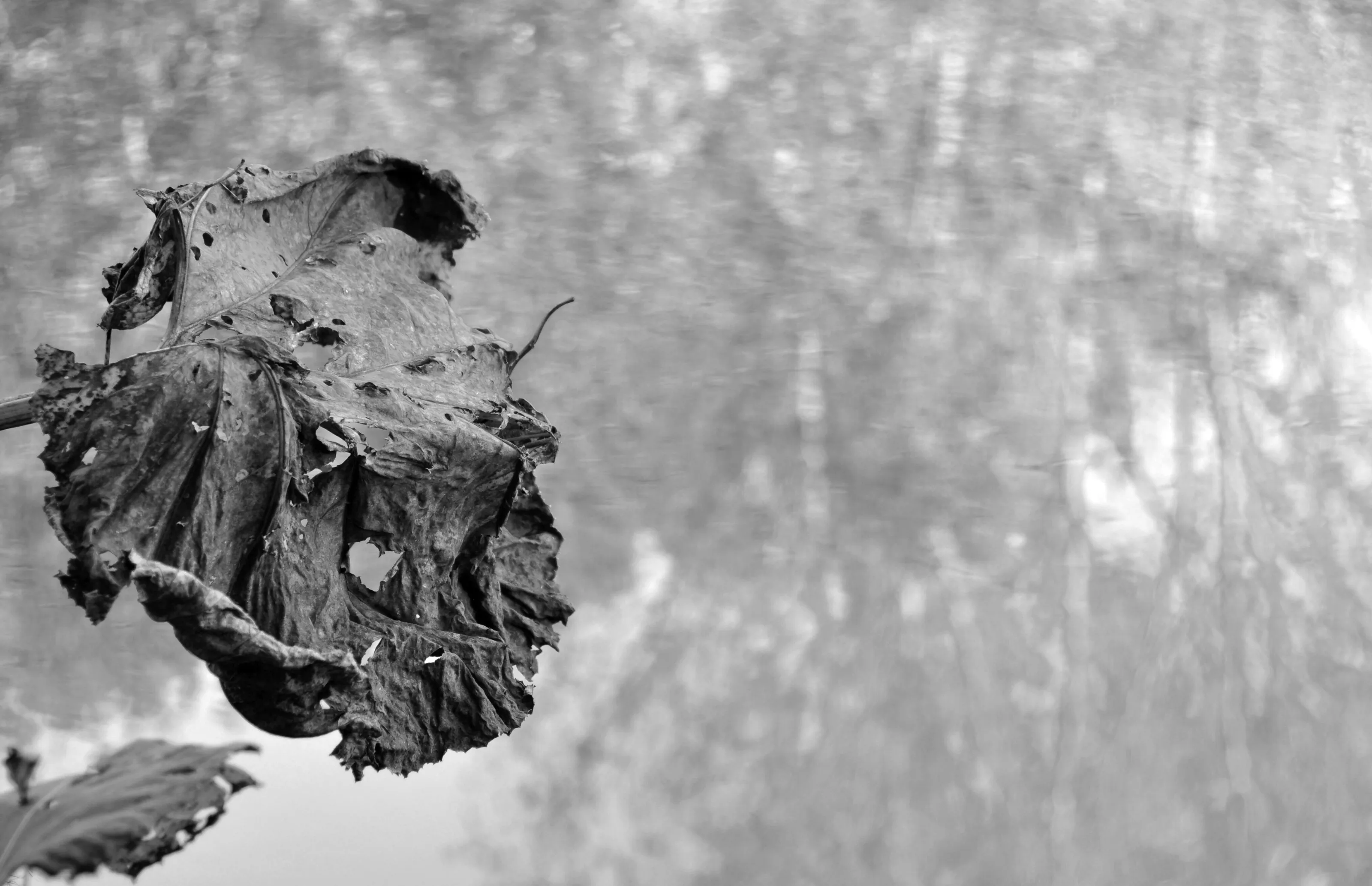 Decay and reflections
