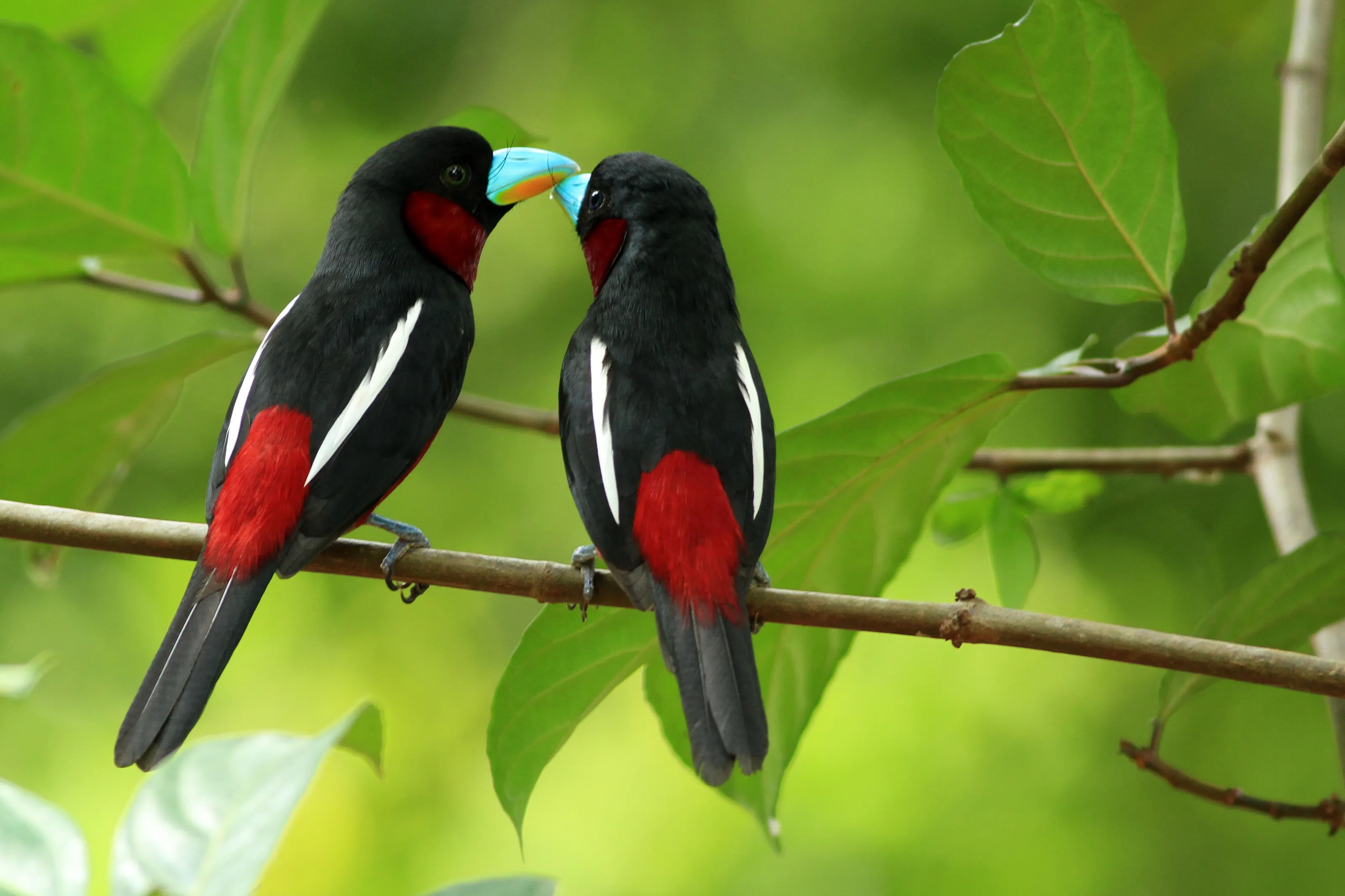 Affection