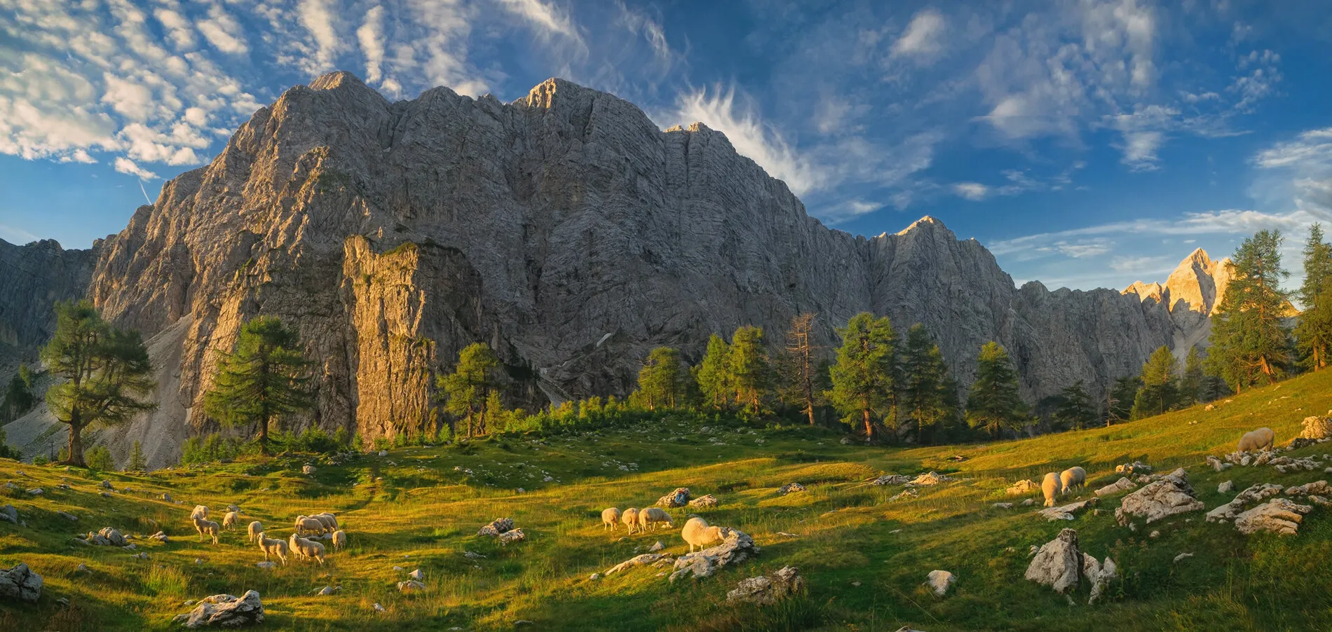 Morning pasture