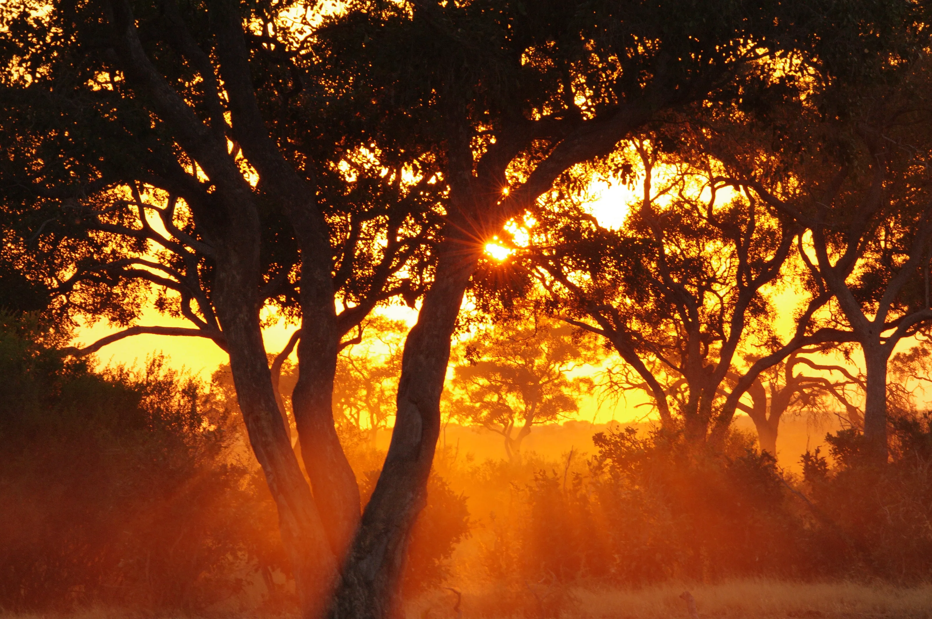 Botswana sunset