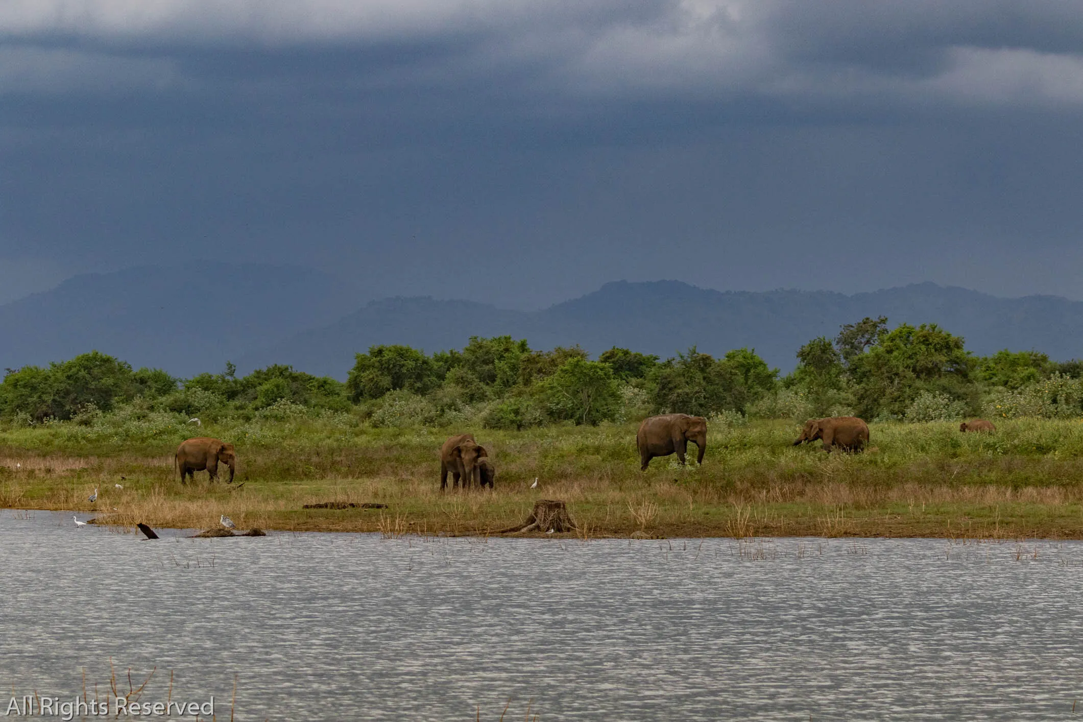 Elephants in Udawalawe