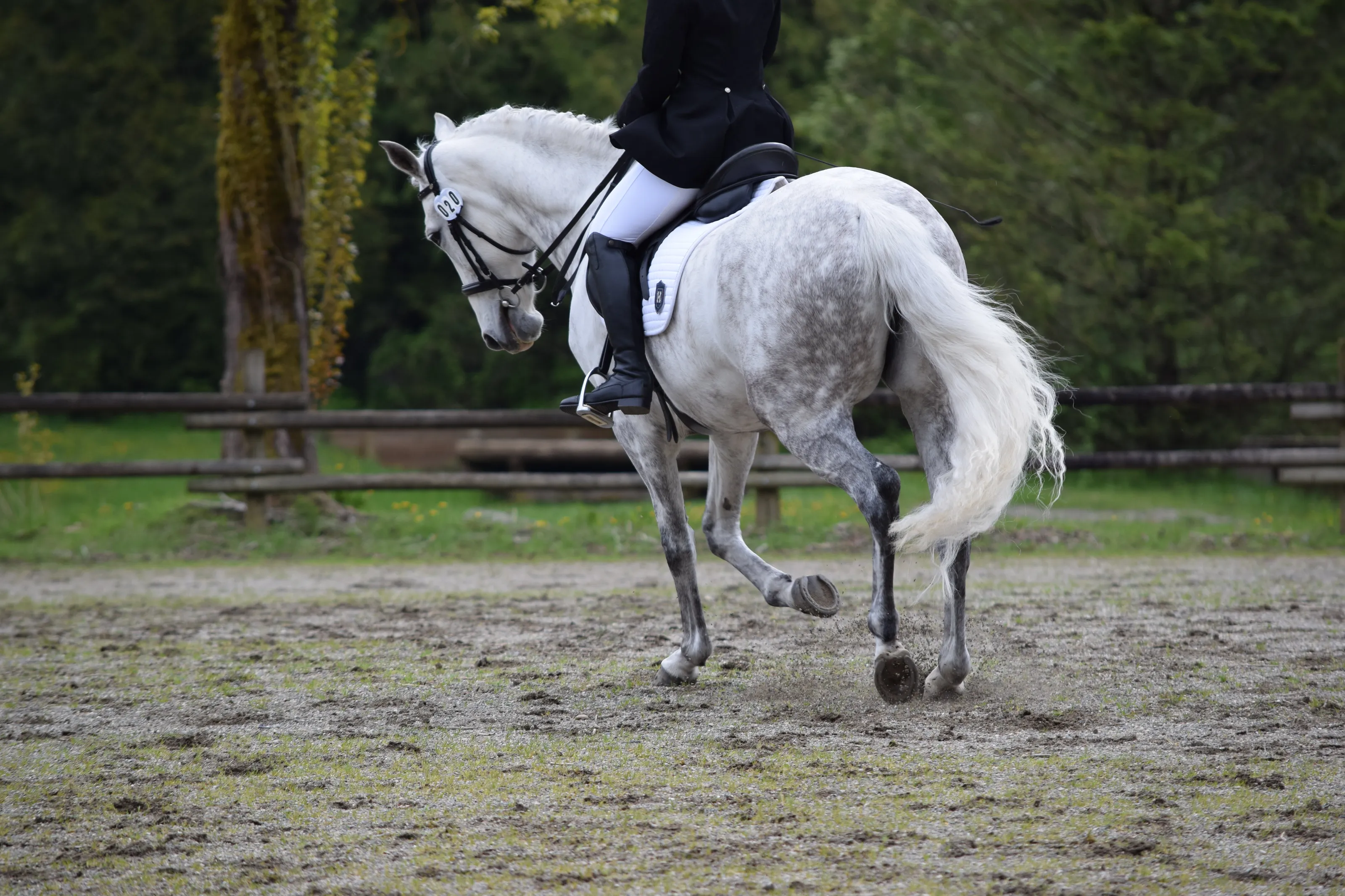 Tail Swish
