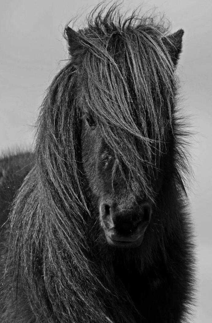 Windswept!