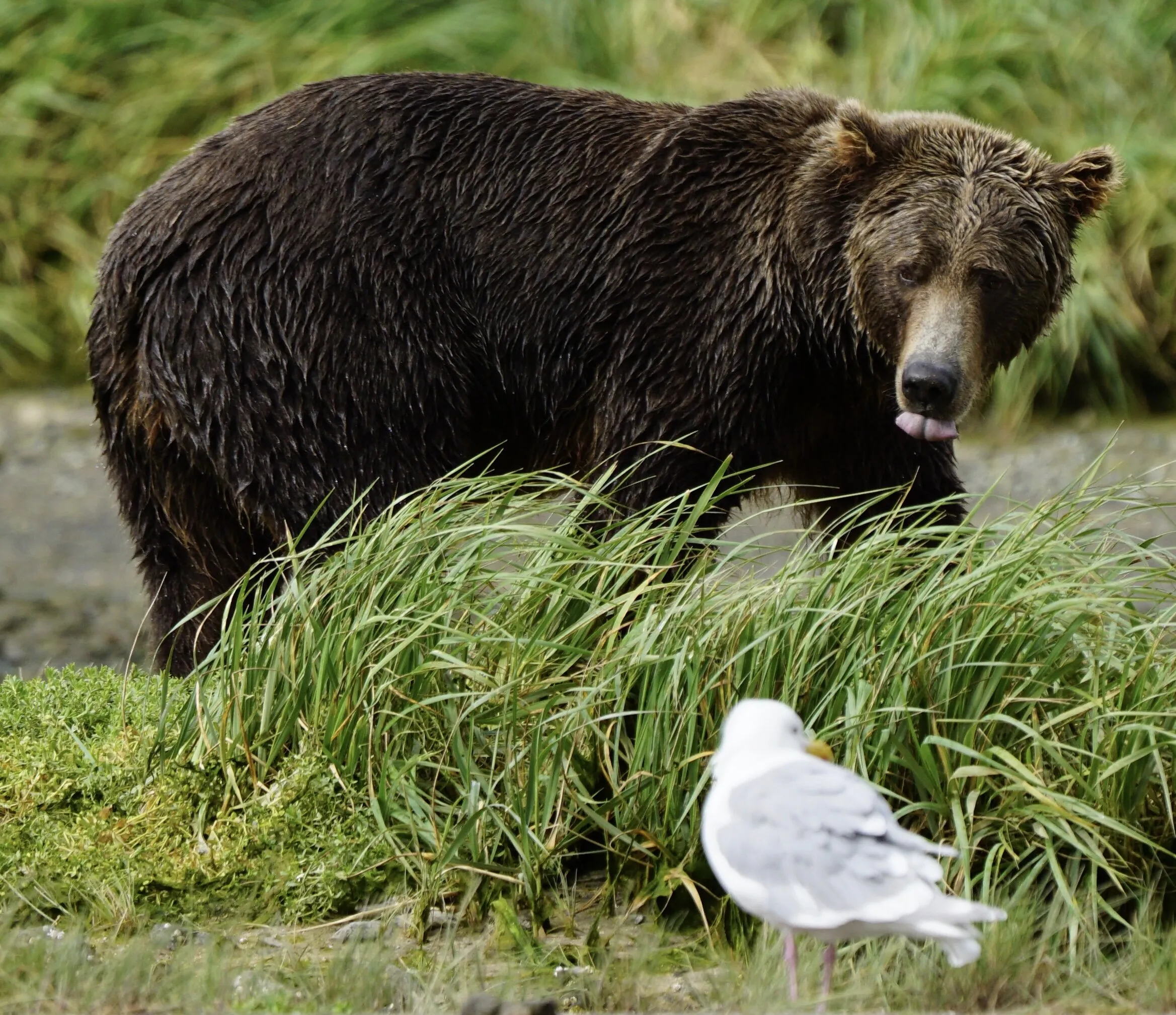 Kodiak Bears