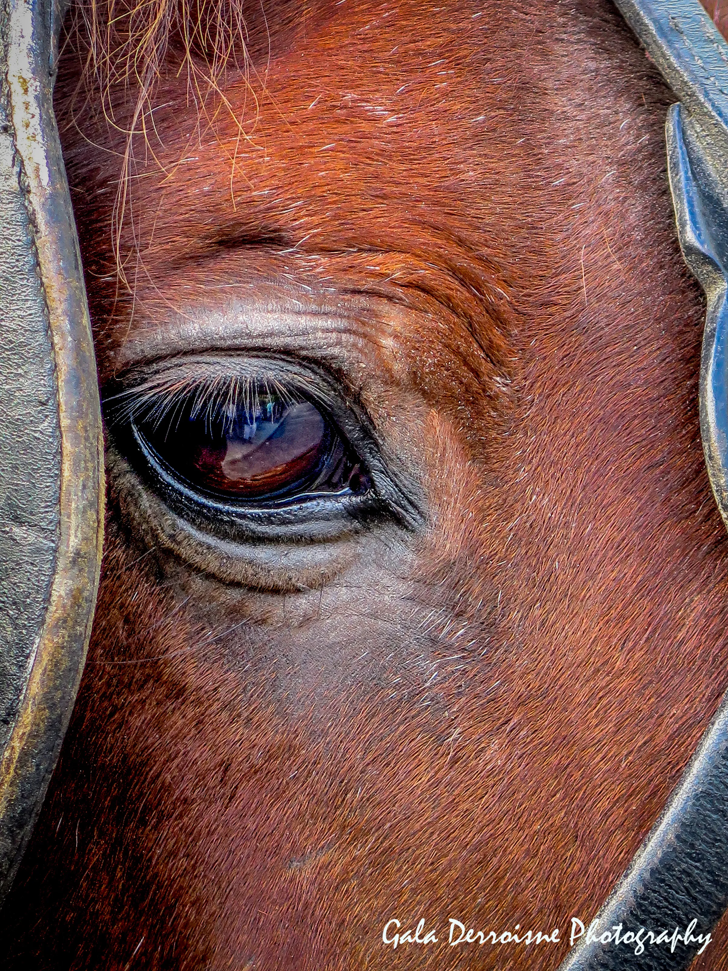 Working Horse