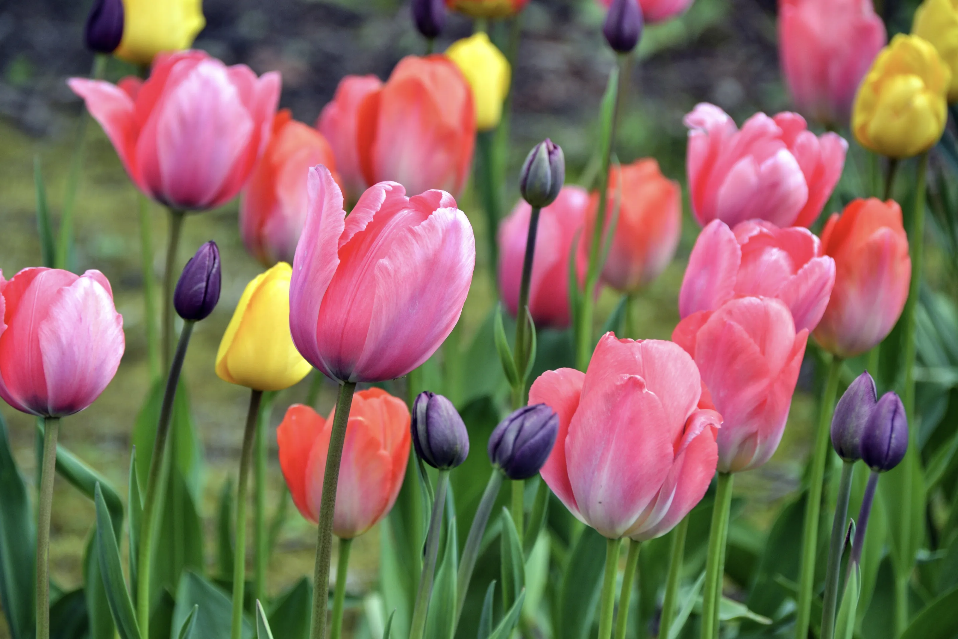 Spring Tulips