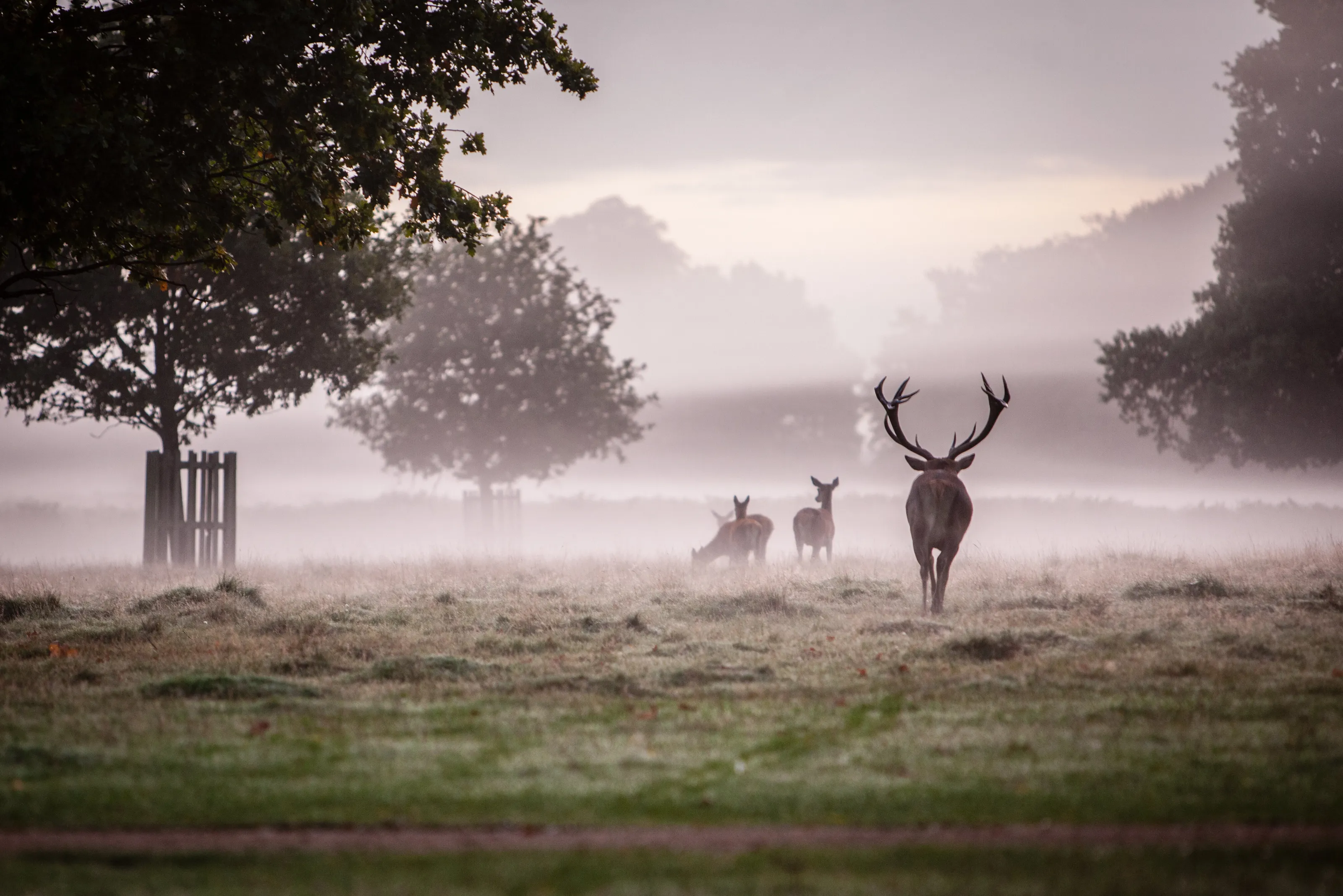 Through the Fog
