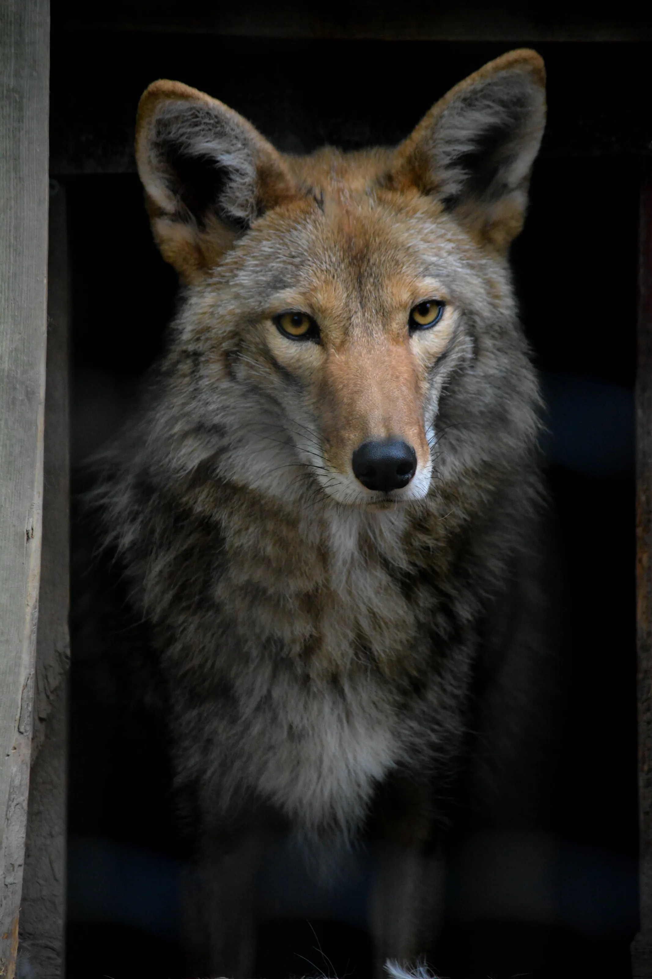 Coyote