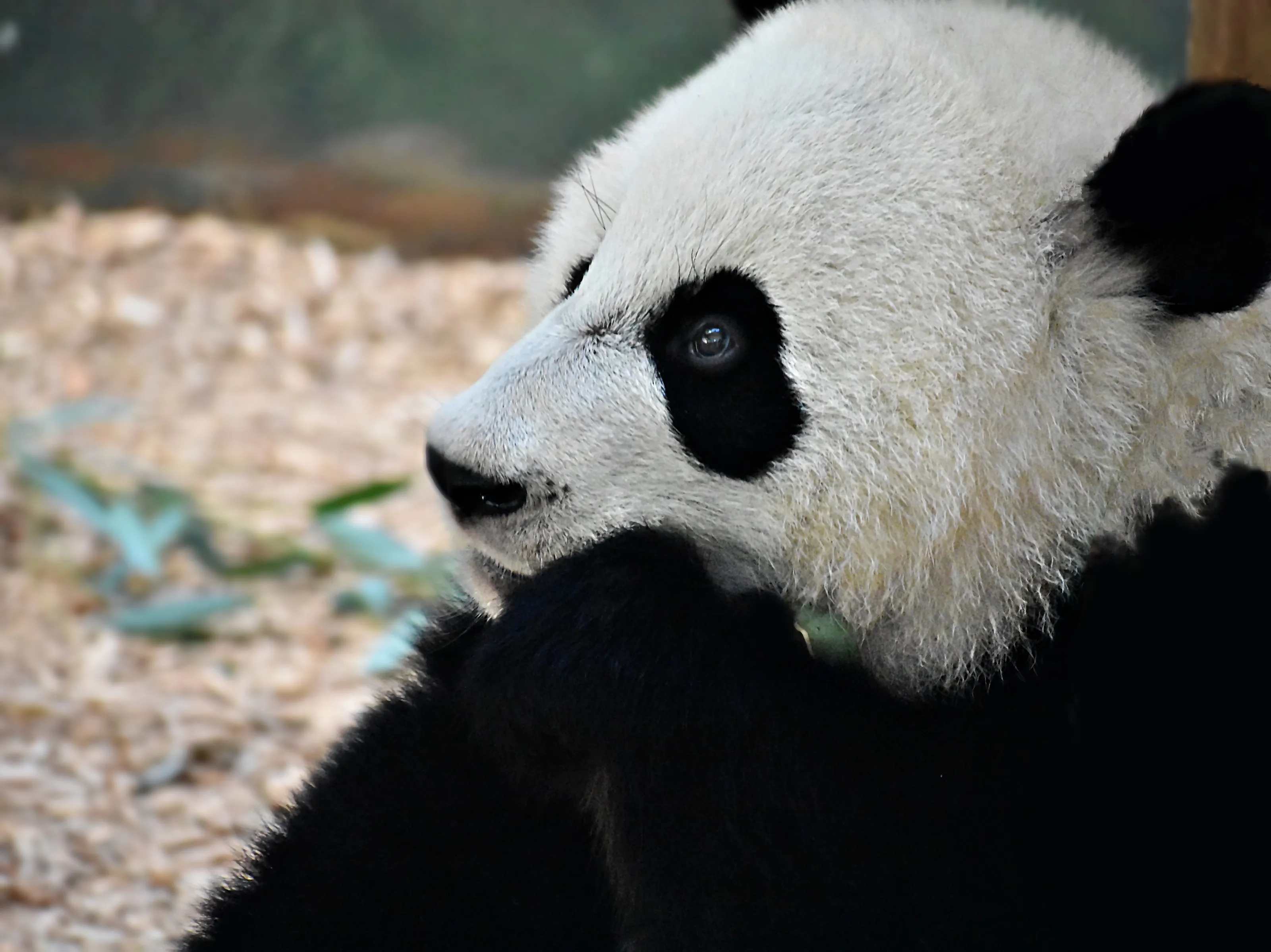 Pondering Panda