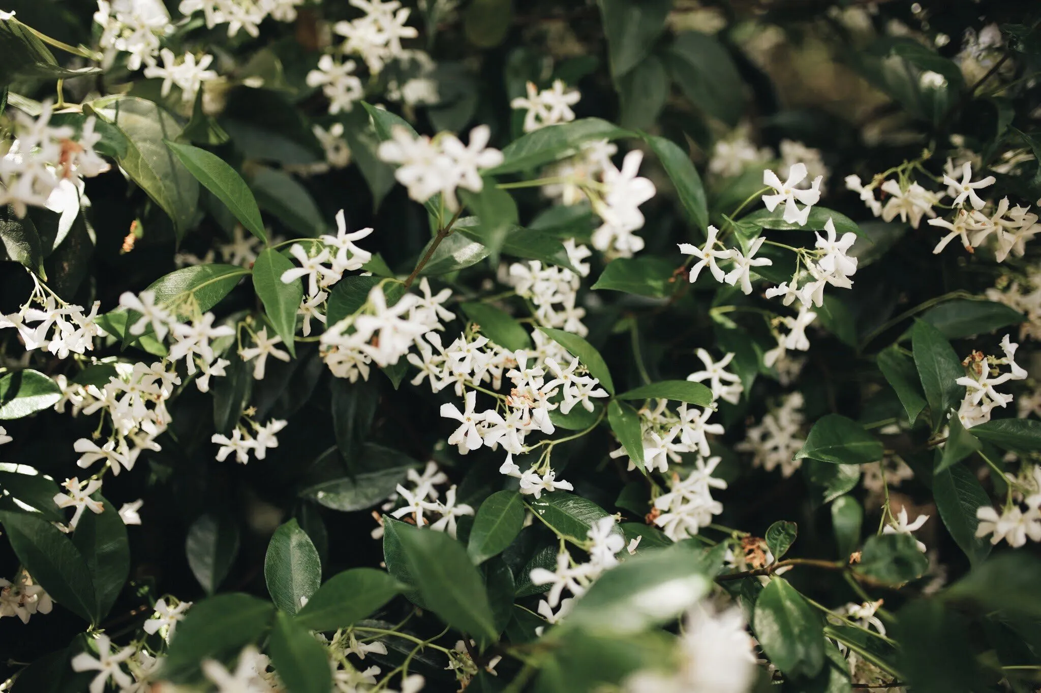 Jasmine Means Love
