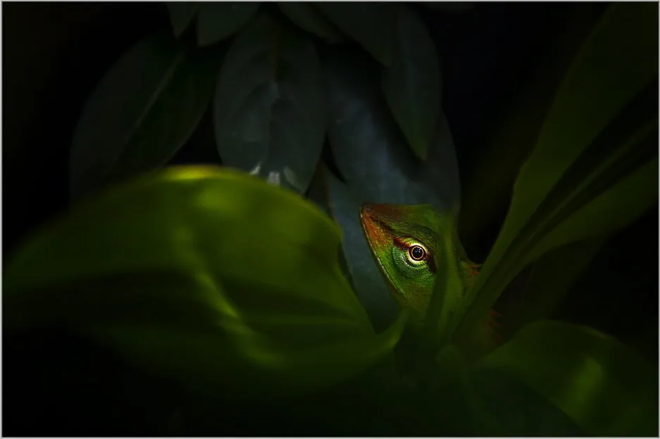 Hidden Jewel