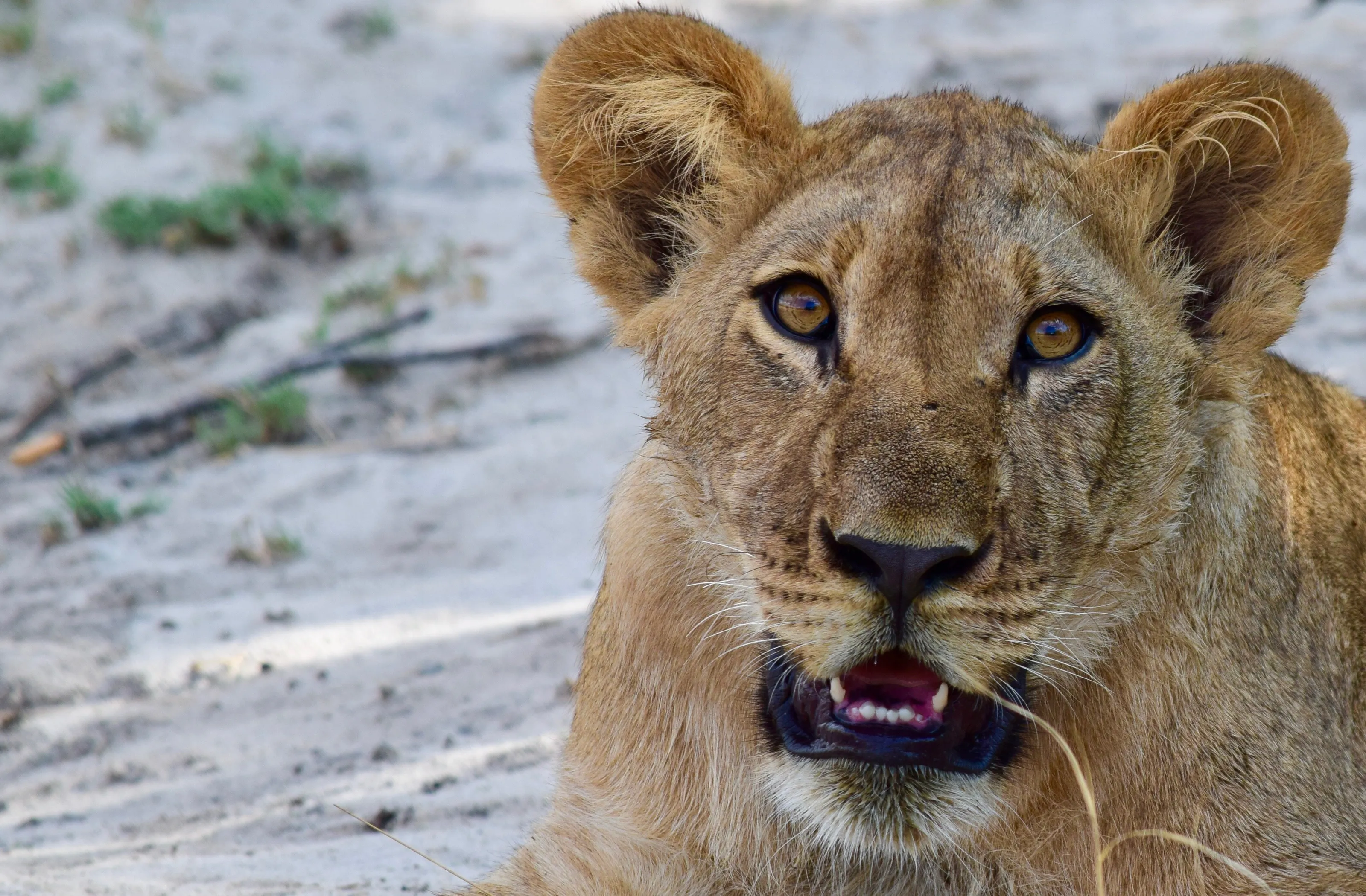 Juvenile Curiosity