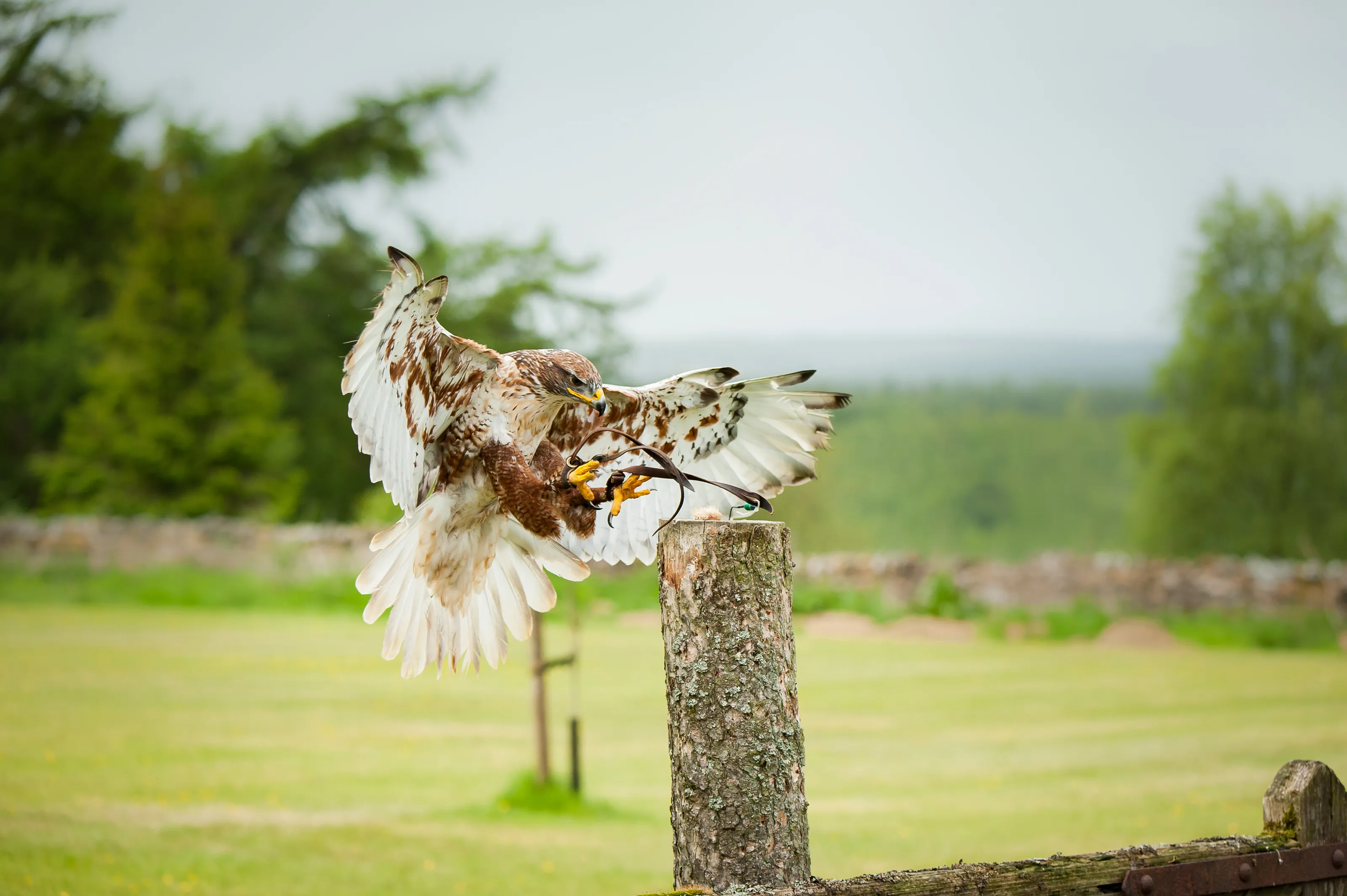 Ferruginous Hawk