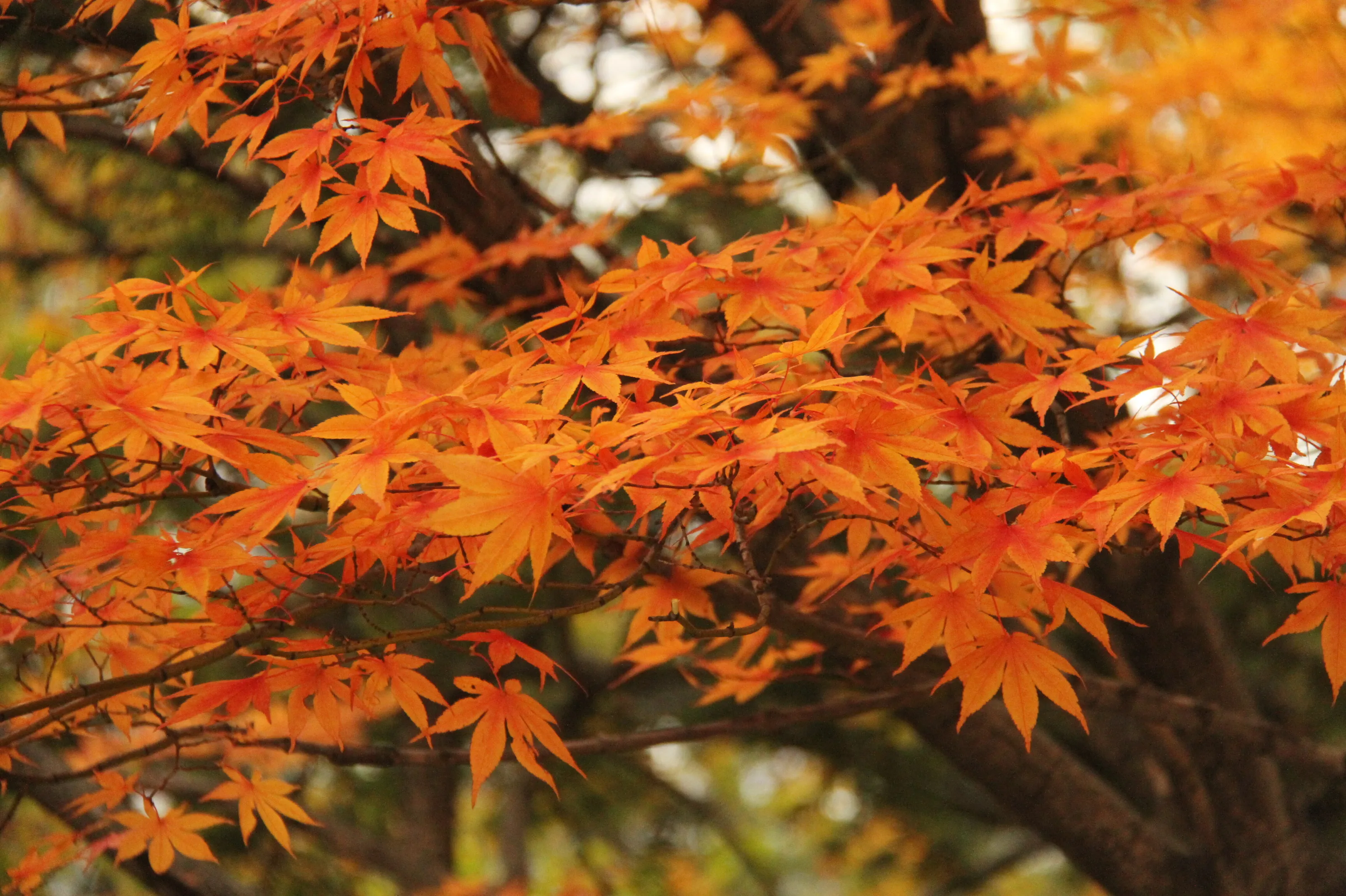 Autumn Leaves in Soeraksan