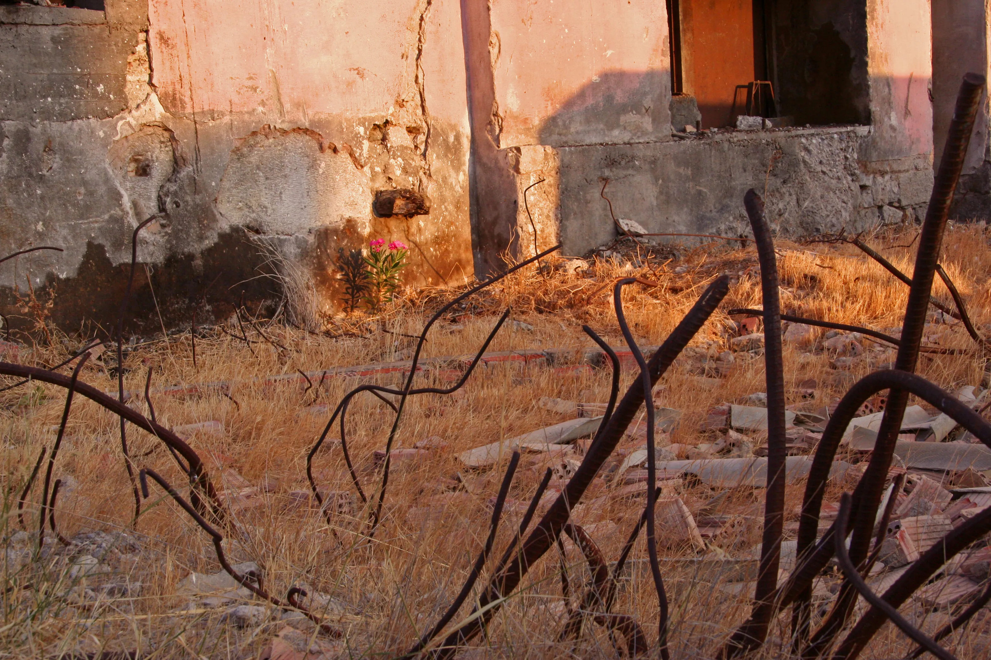 Flower in Rubble
