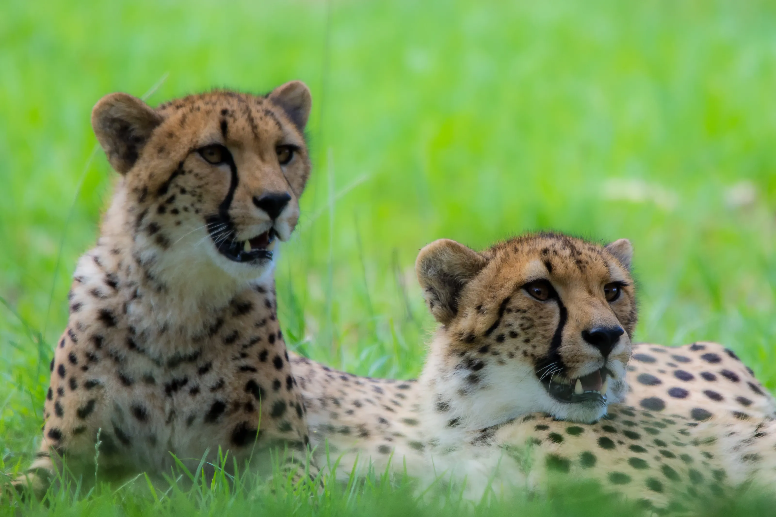 The leopards look