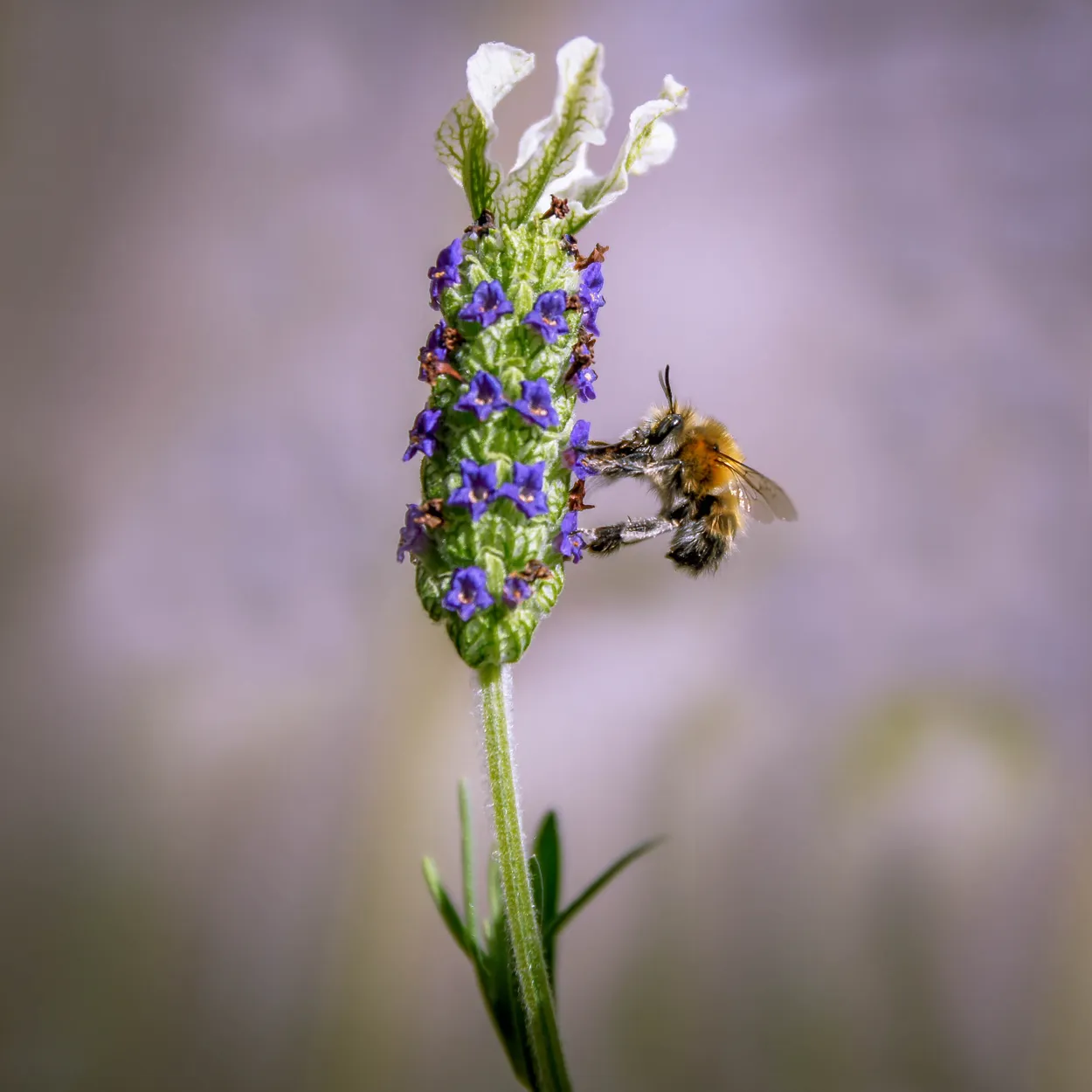 The Bee and the Lavender