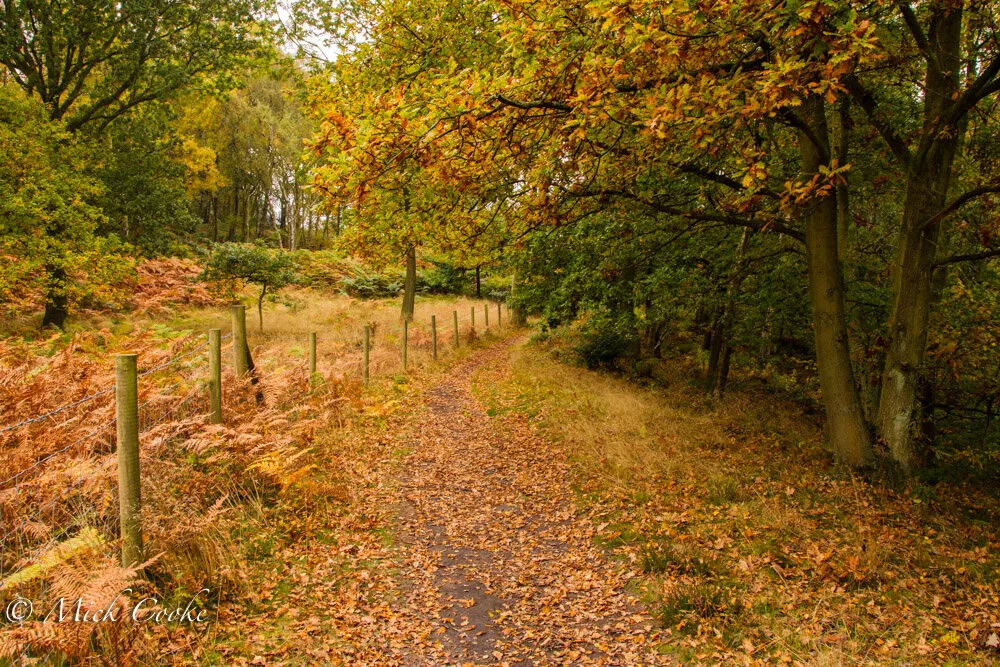 woodland walk