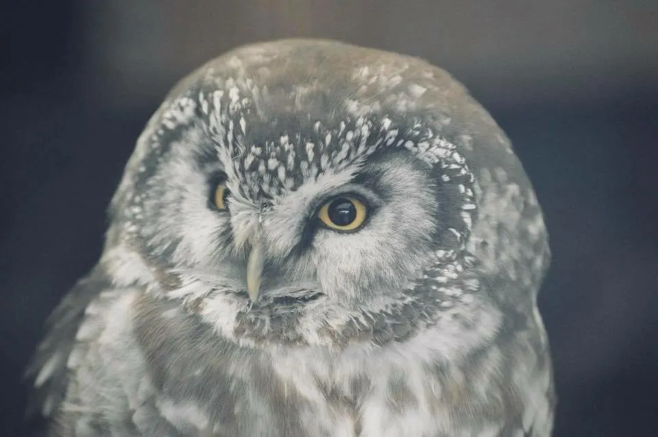 Owl