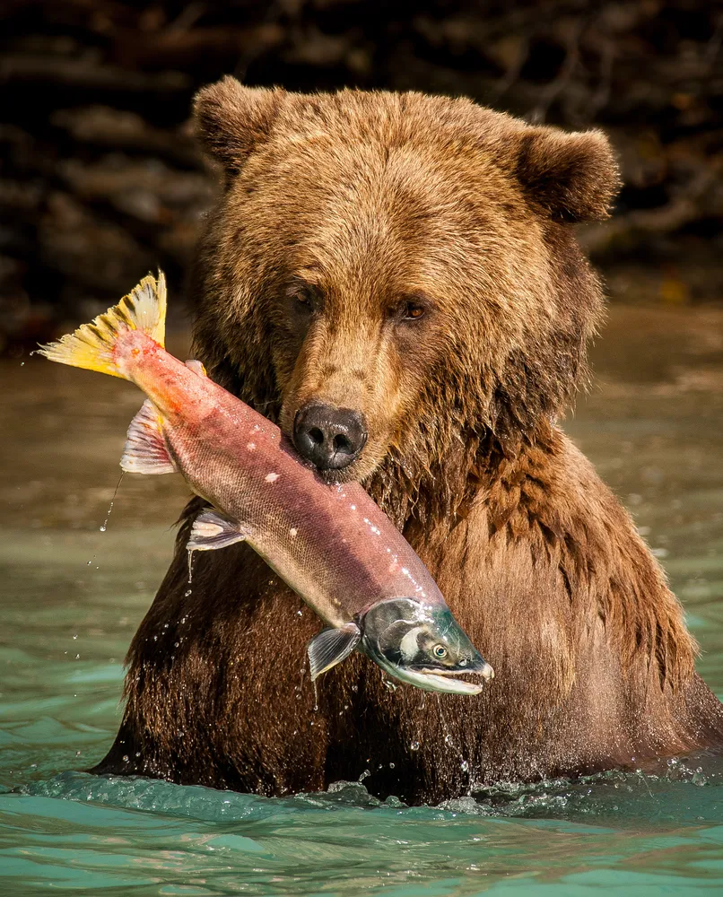 Fresh Salmon